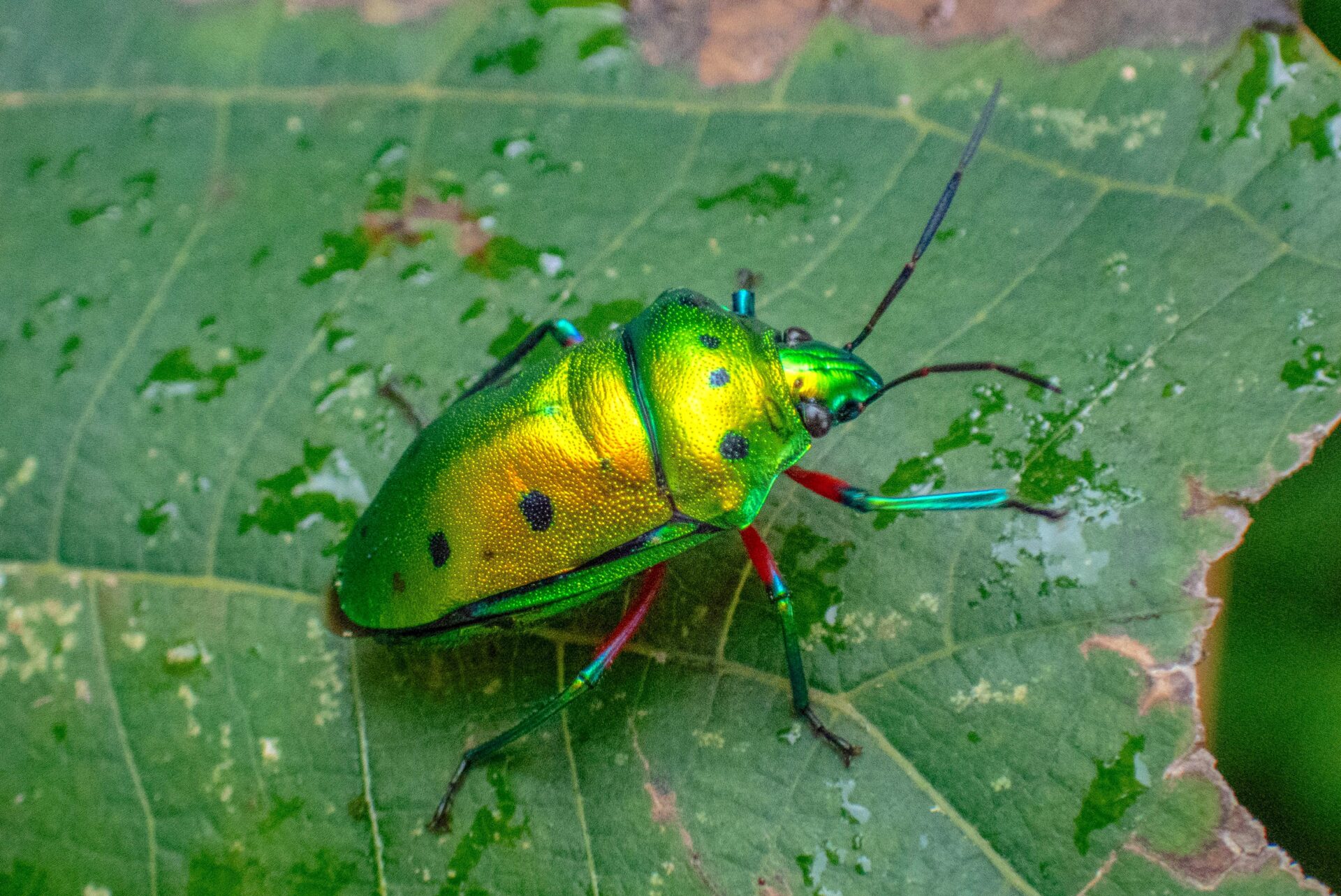 フォトギャラリー：ナナホシキンカメムシ