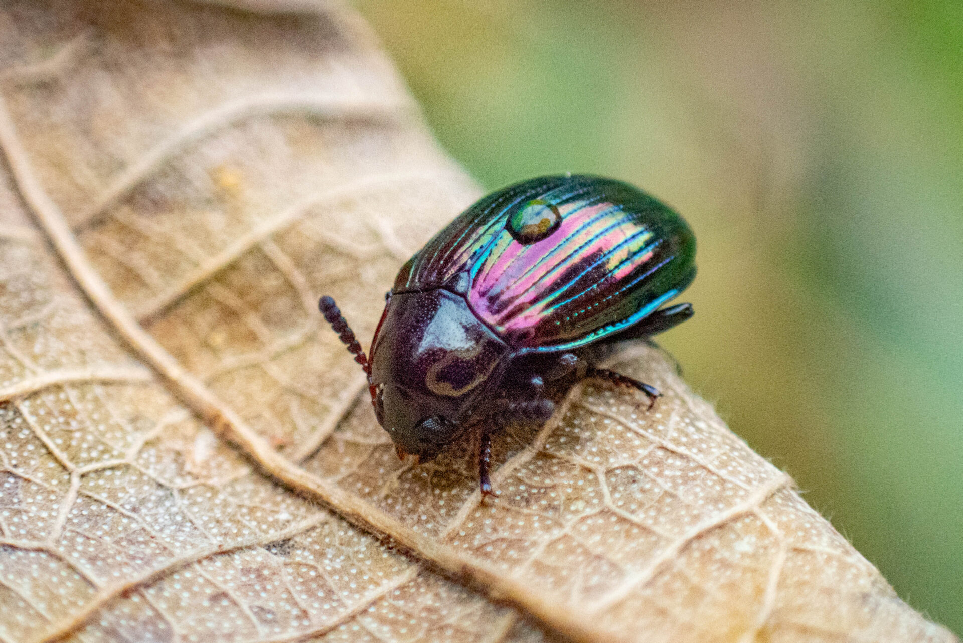 フォトギャラリー：サキシマオオニジゴミムシダマシ