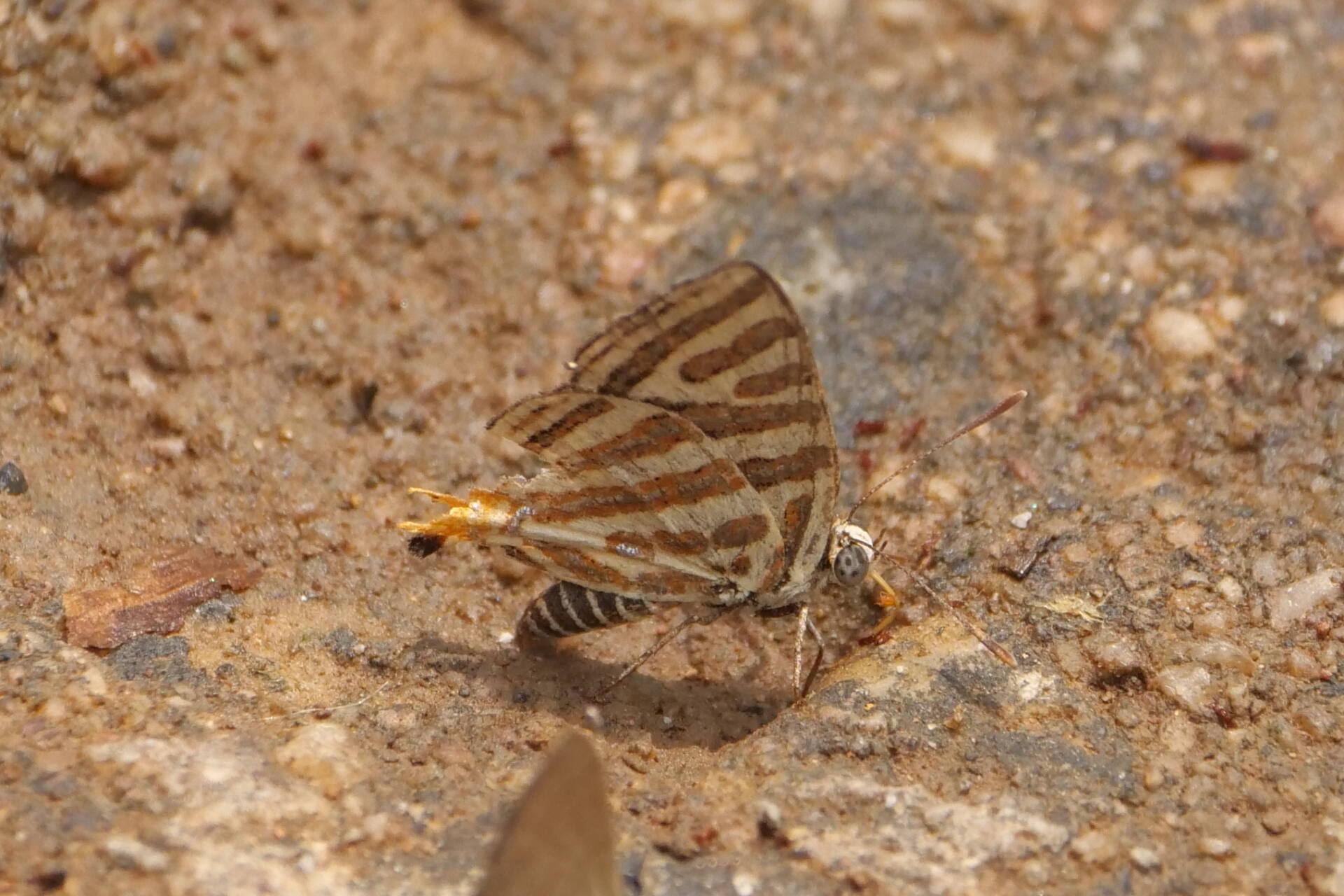 フォトギャラリー：マルバネキマダラルリツバメ Spindasis vulcanus