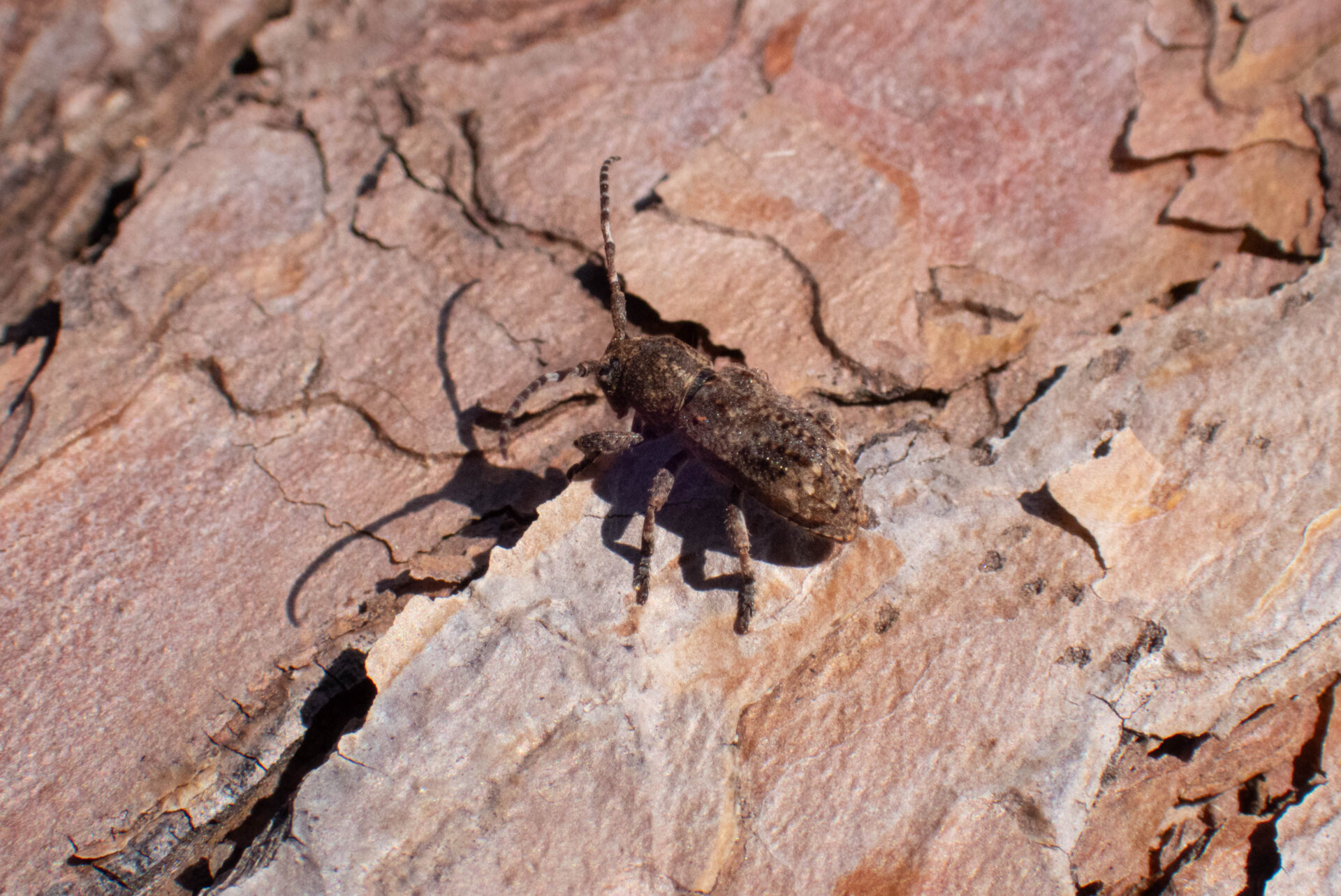 フォトギャラリー：アトモンサビカミキリ
