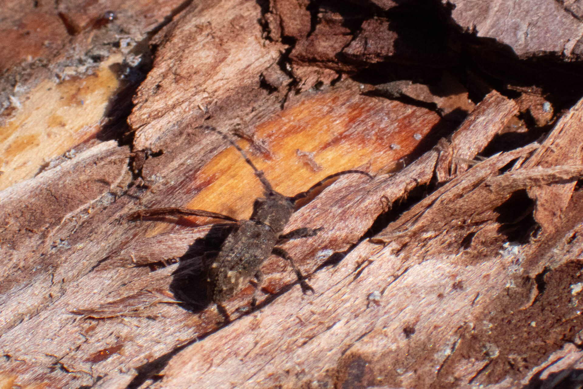 フォトギャラリー：アトモンサビカミキリ - (2)