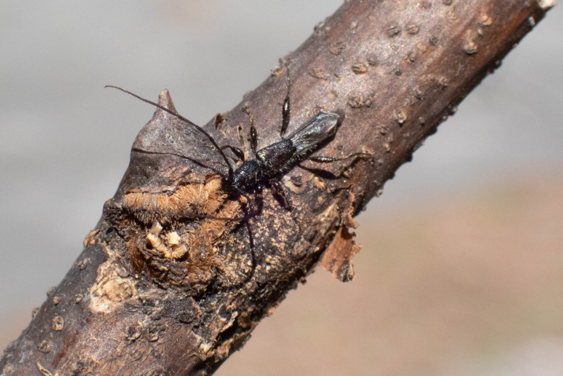 ホソツヤヒゲナガコバネカミキリページ背景画像