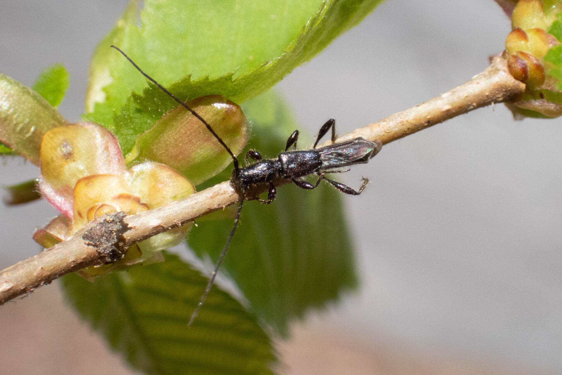 フォトギャラリー：ホソツヤヒゲナガコバネカミキリ - (2)