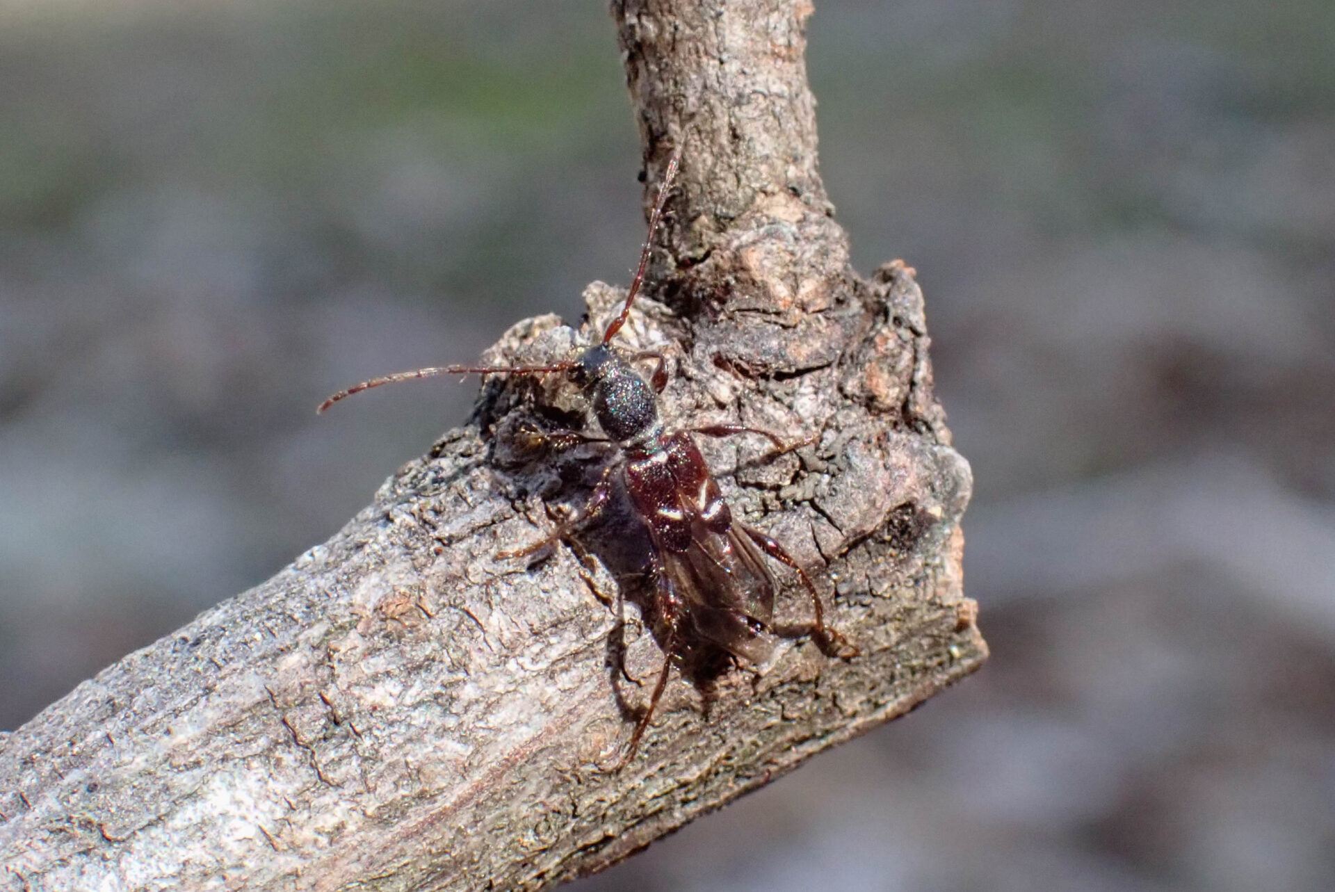 フォトギャラリー：オニヒゲナガコバネカミキリ - (3)