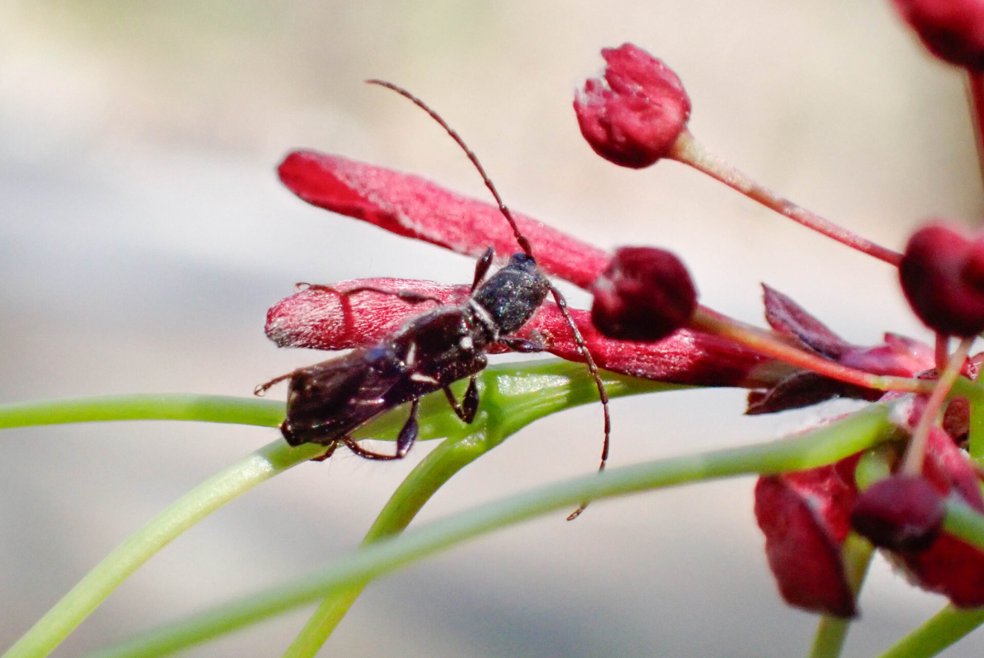 フォトギャラリー：オニヒゲナガコバネカミキリ