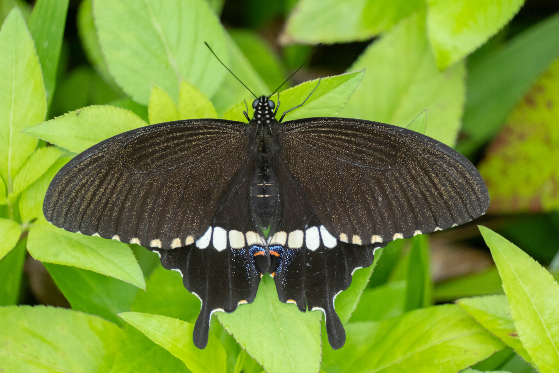 フォトギャラリー：シロオビアゲハ - (2)