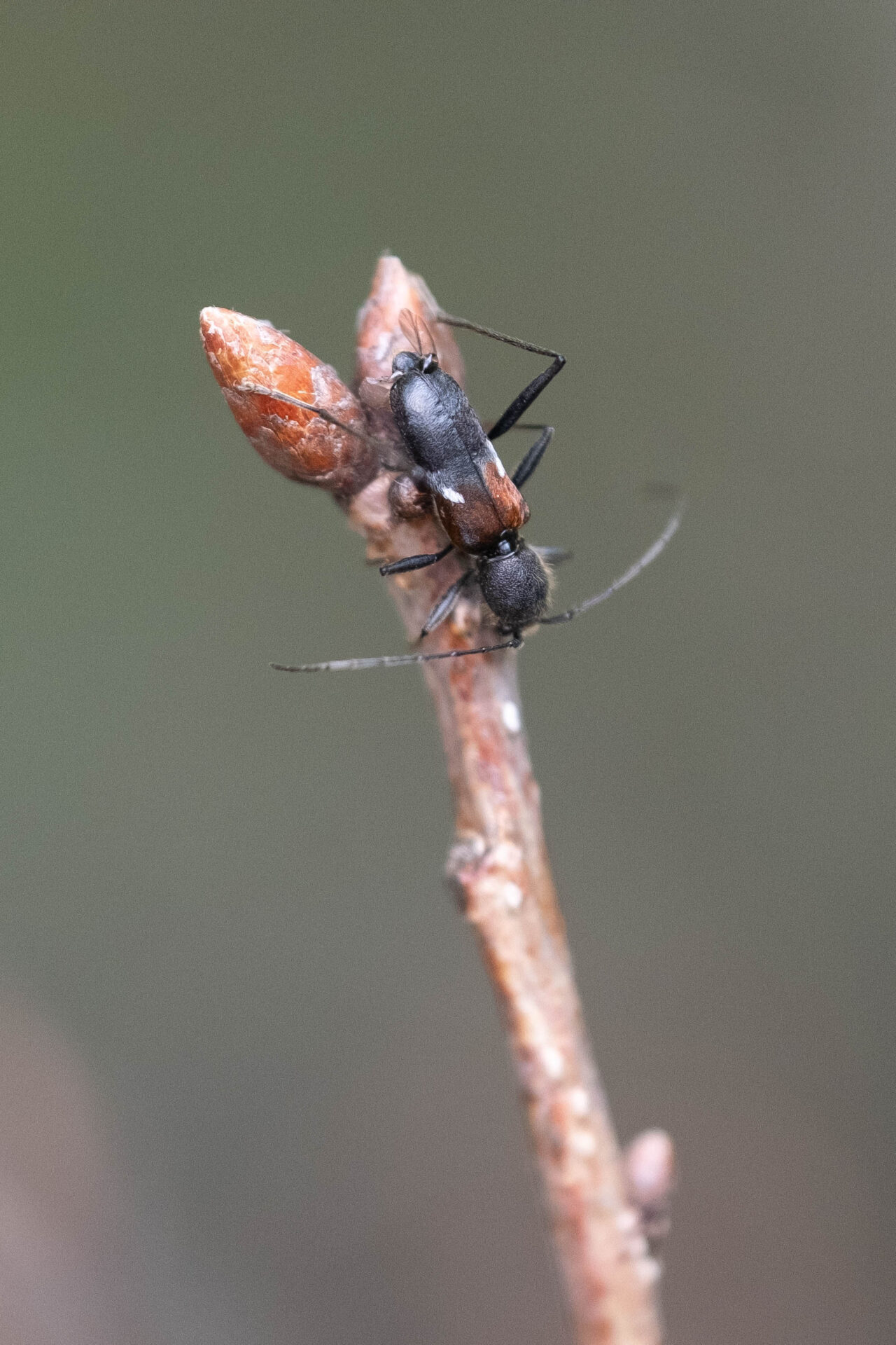 フォトギャラリー：ヨコヤマトラカミキリ - (2)