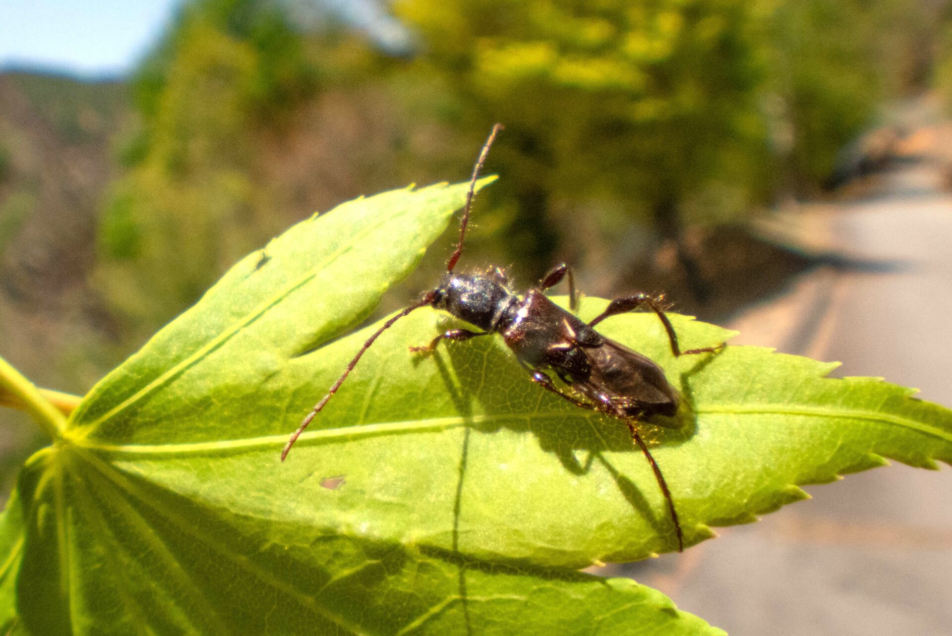 フォトギャラリー：オニヒゲナガコバネカミキリ