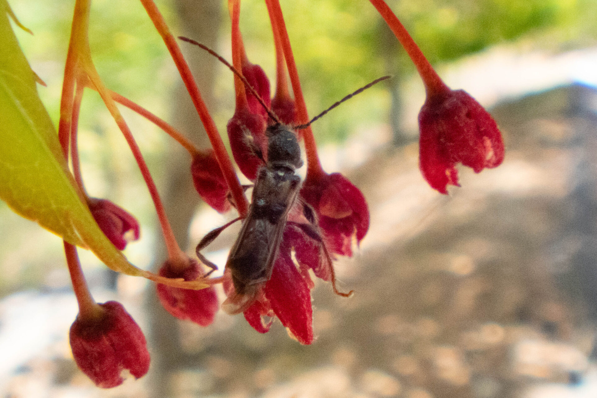 フォトギャラリー：カエデノヒゲナガコバネカミキリ