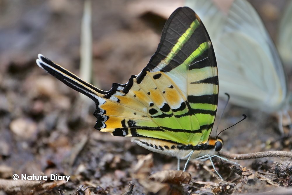 フォトギャラリー：オナガタイマイ Fivebar Swordtail