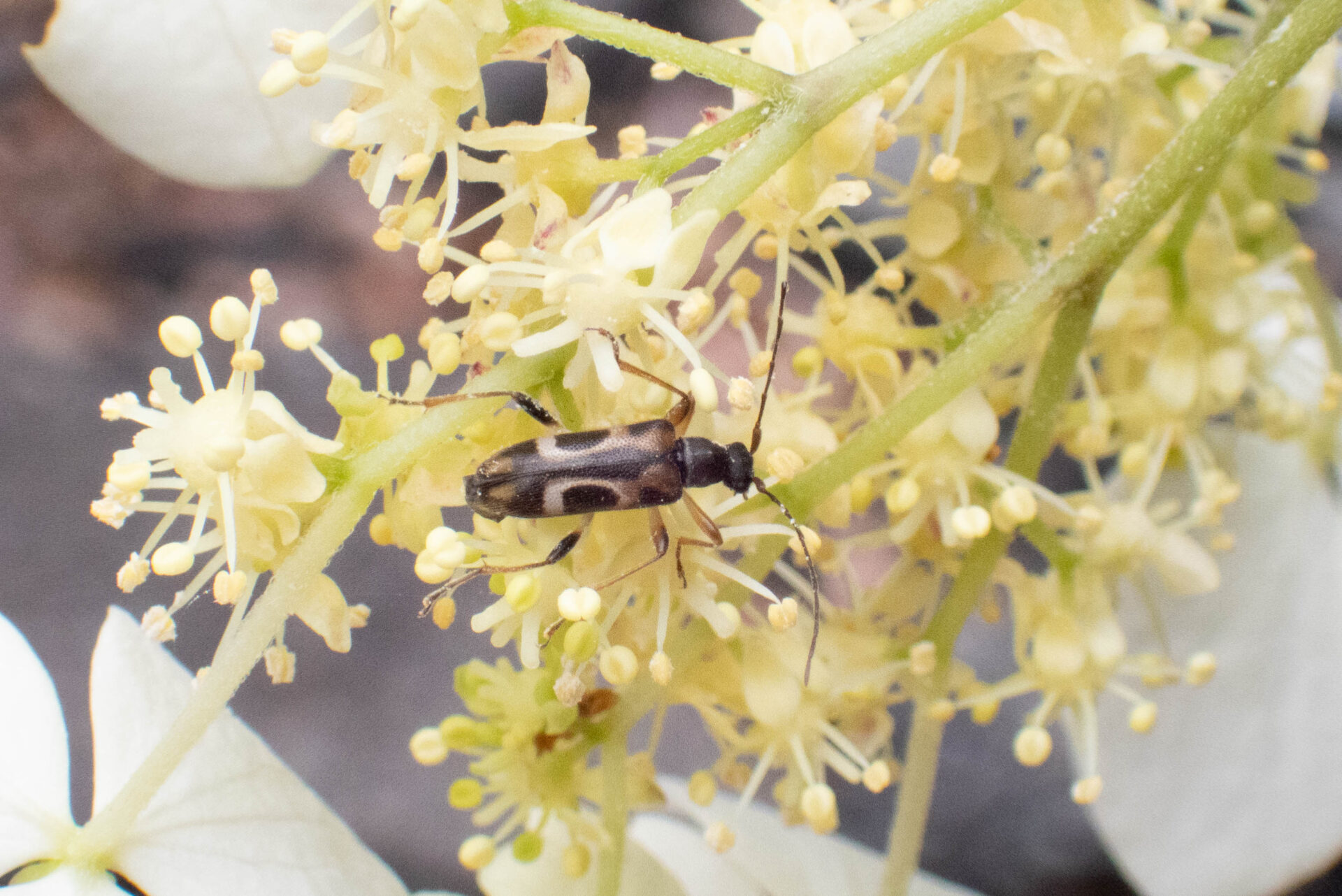 ニセヨコモンヒメハナカミキリページ背景画像