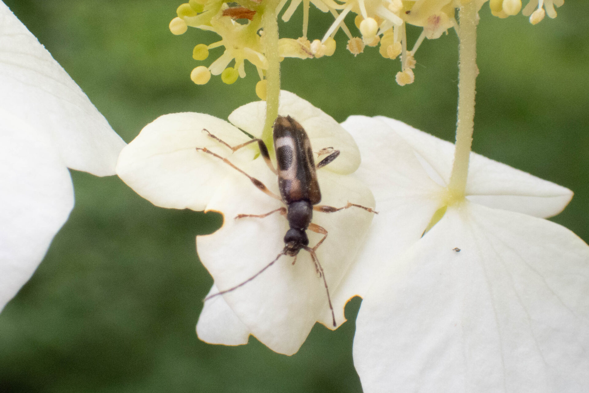 フォトギャラリー：ニセヨコモンヒメハナカミキリ - (4)