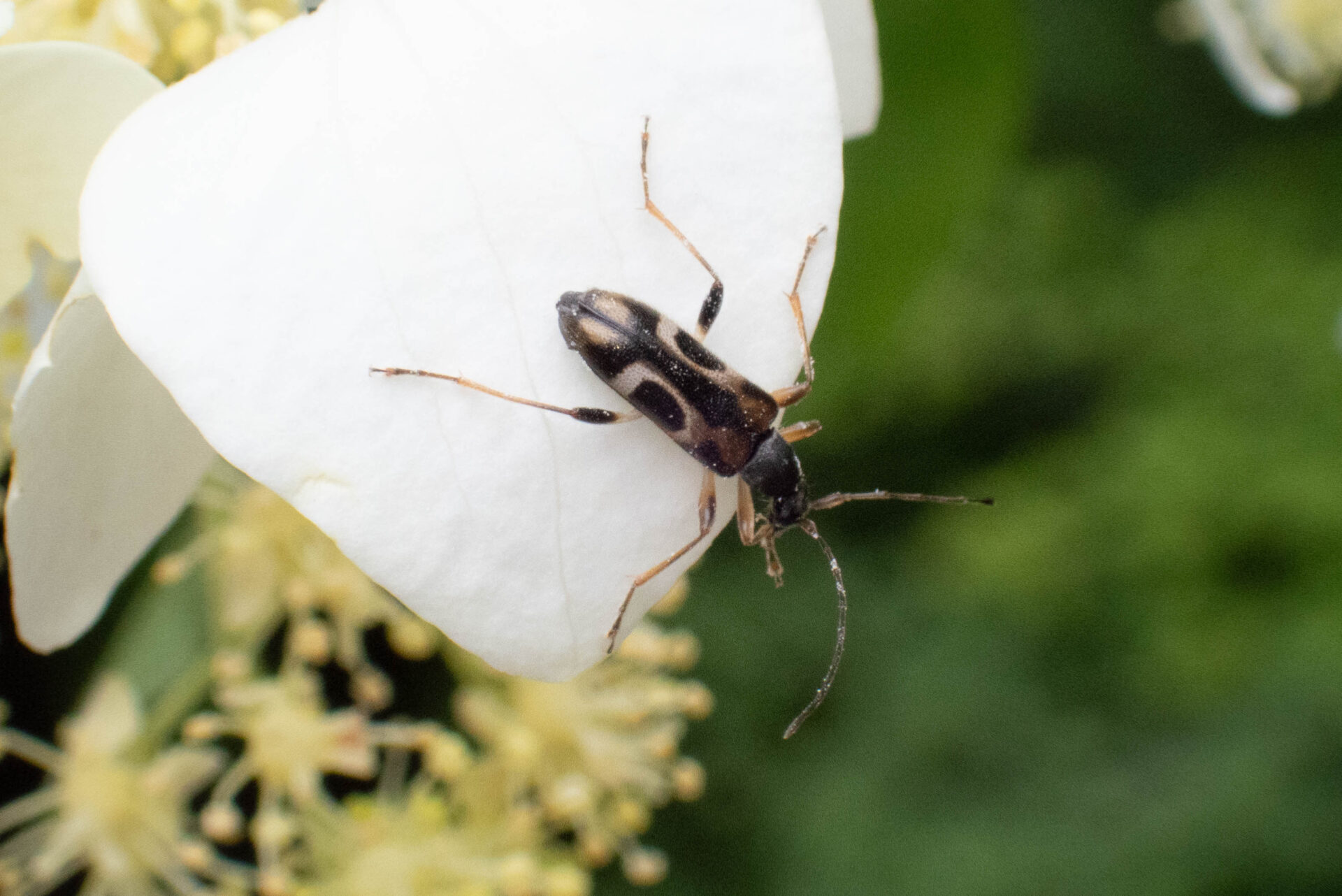 フォトギャラリー：ニセヨコモンヒメハナカミキリ
