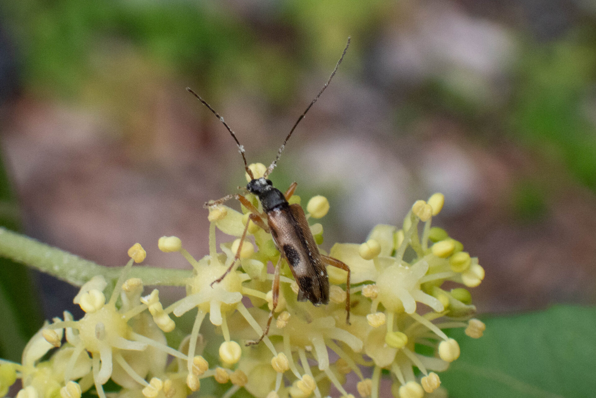 フォトギャラリー：ニセヨコモンヒメハナカミキリ - (5)