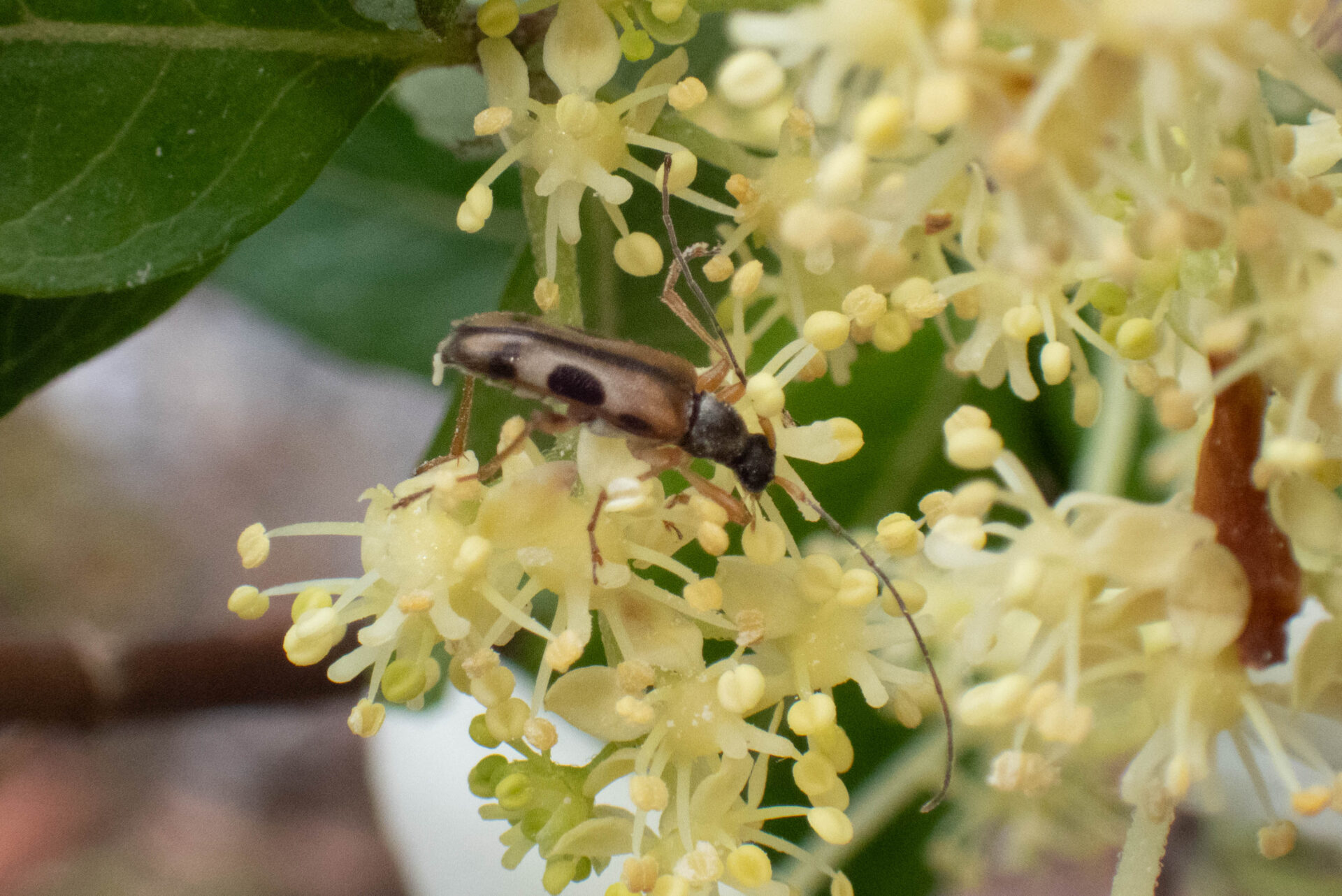 フォトギャラリー：ニセヨコモンヒメハナカミキリ - (6)