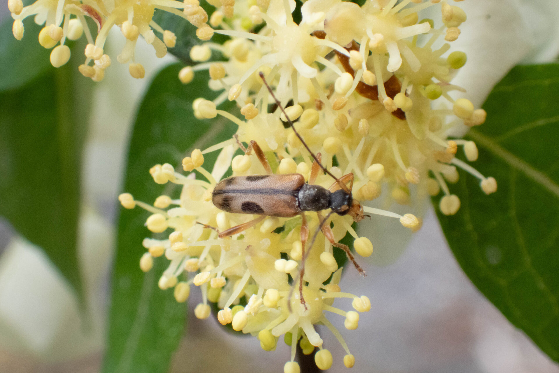 フォトギャラリー：ニセヨコモンヒメハナカミキリ - (2)