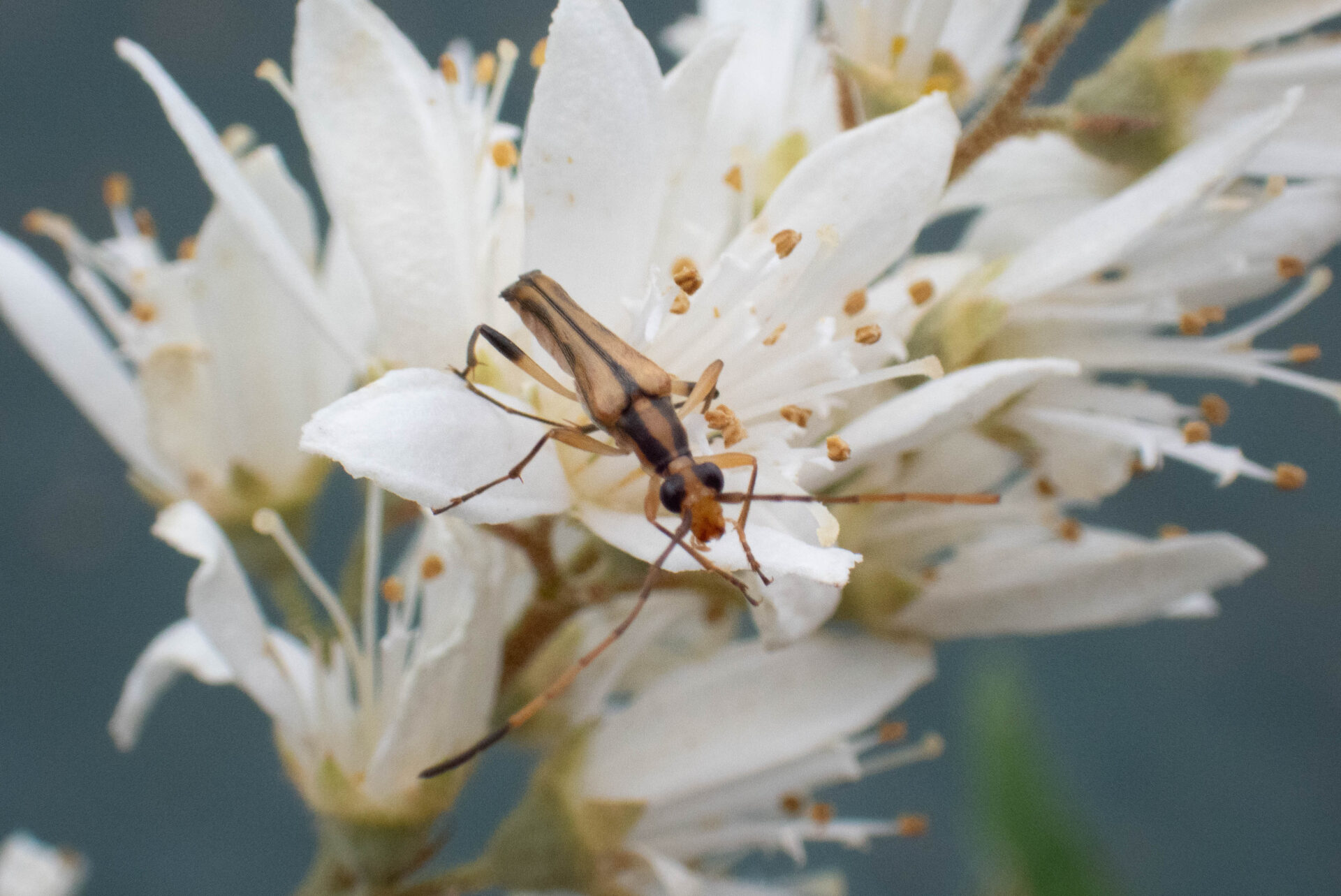フォトギャラリー：ミヤマホソハナカミキリ