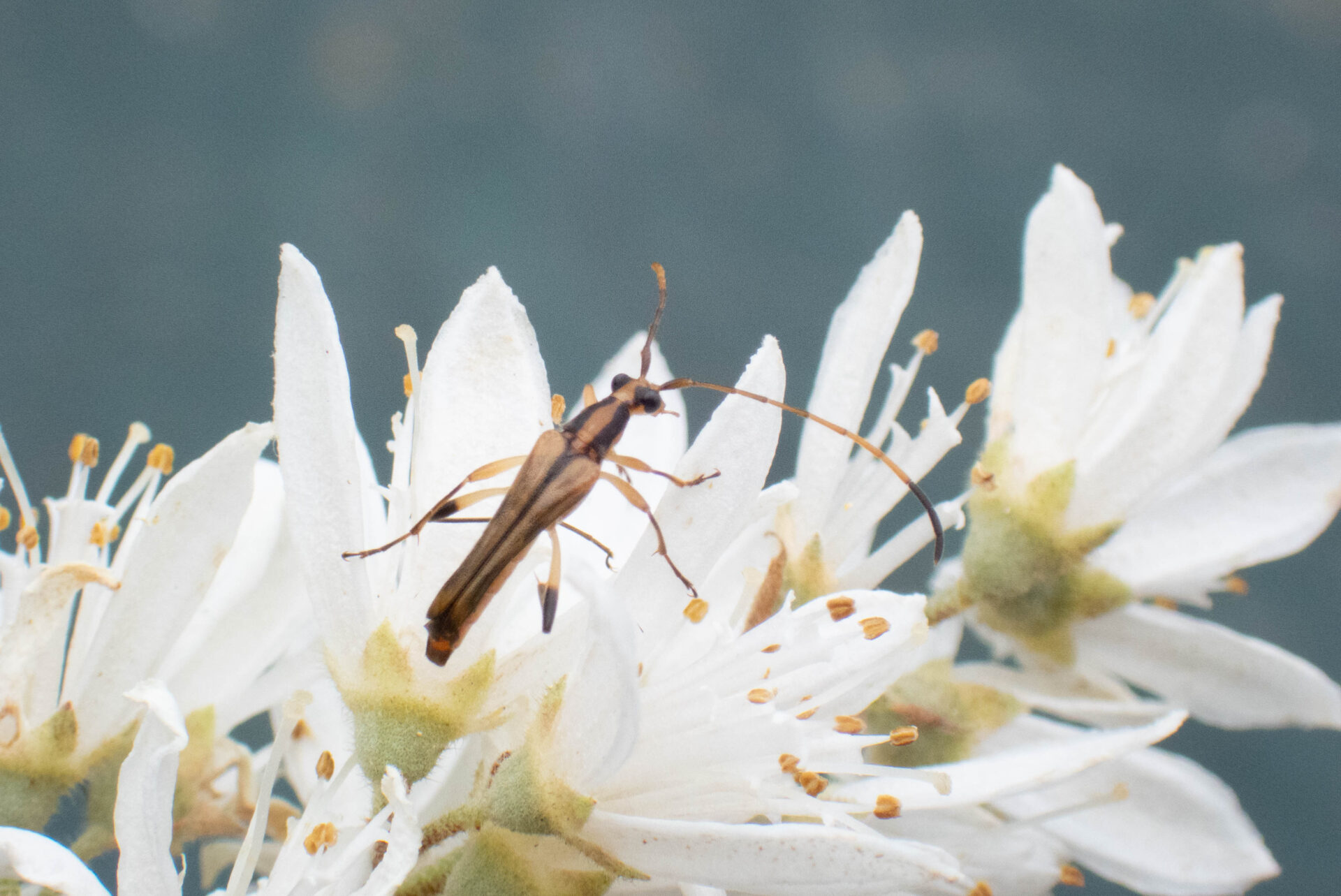 フォトギャラリー：ミヤマホソハナカミキリ - (2)