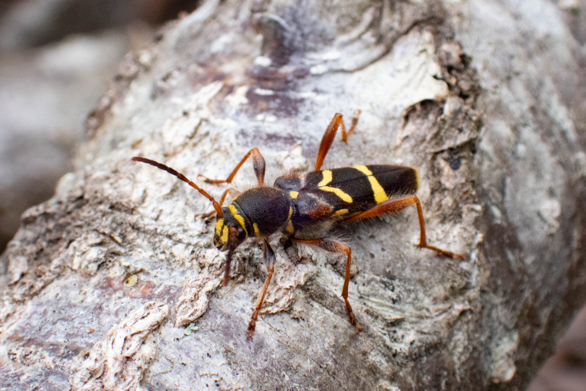 フォトギャラリー：キスジトラカミキリ