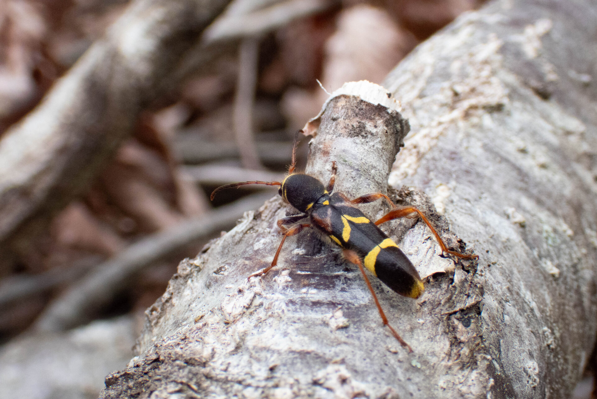 フォトギャラリー：キスジトラカミキリ - (2)