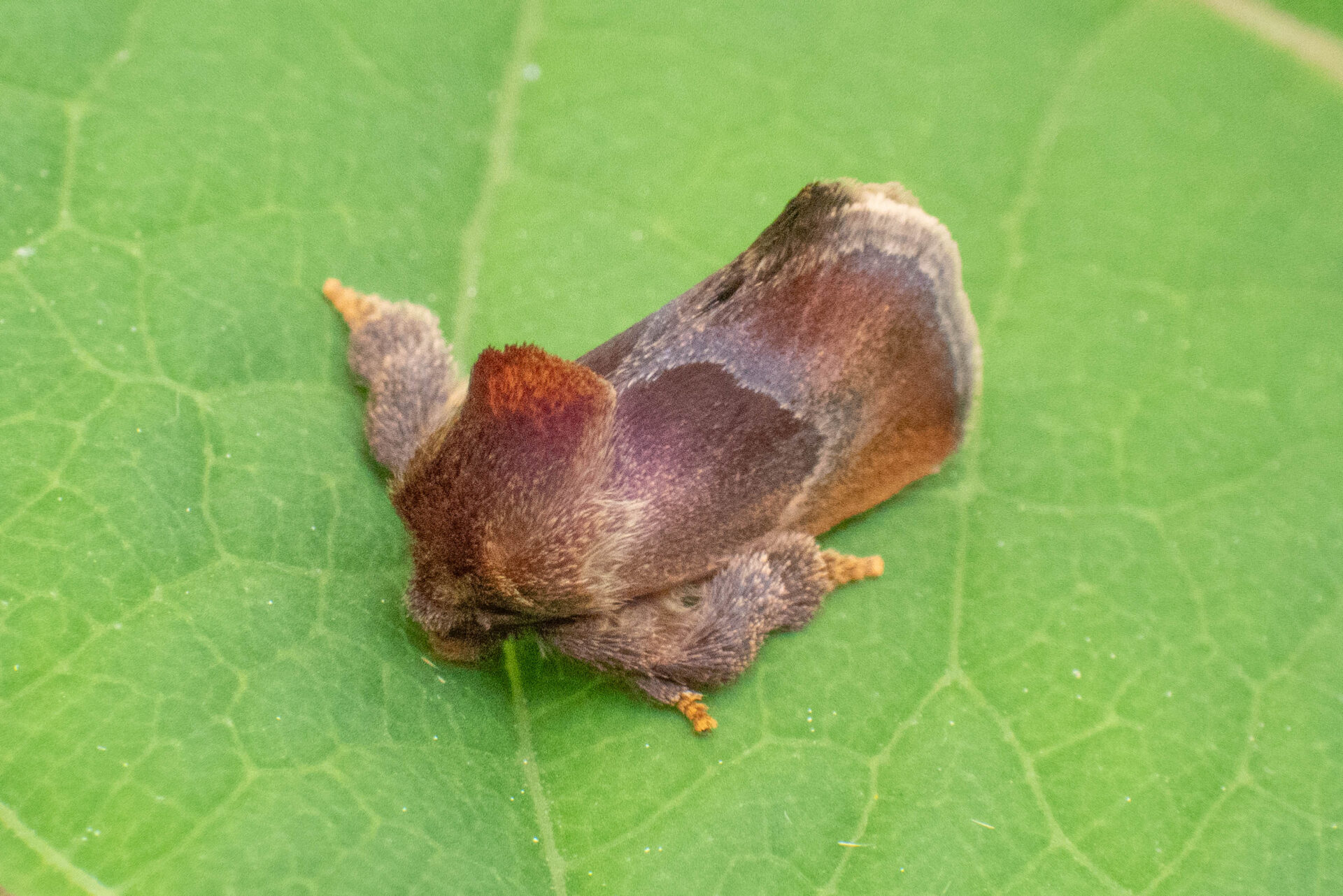 フォトギャラリー：シャチホコガの1種