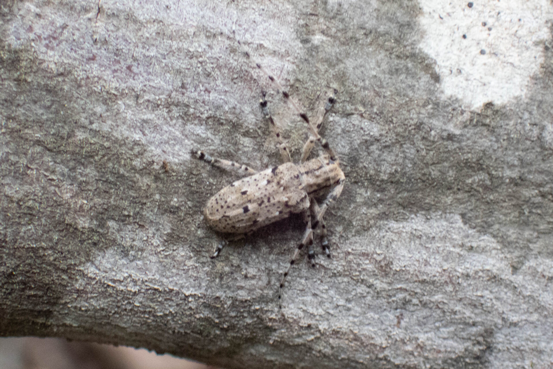 フォトギャラリー：タテスジゴマフカミキリ