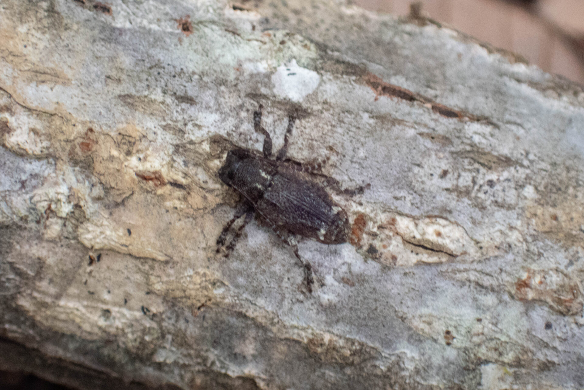 フォトギャラリー：アトモンサビカミキリ - (2)