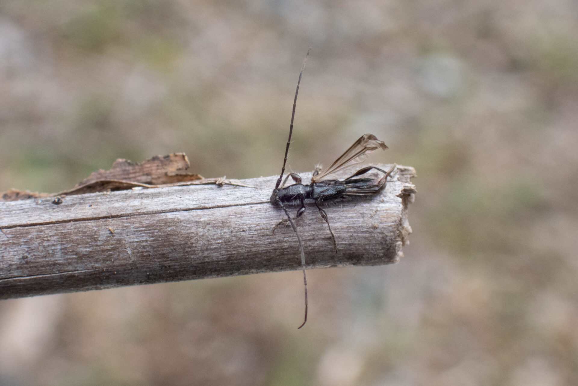 フォトギャラリー：クロツヤヒゲナガコバネカミキリ - (3)