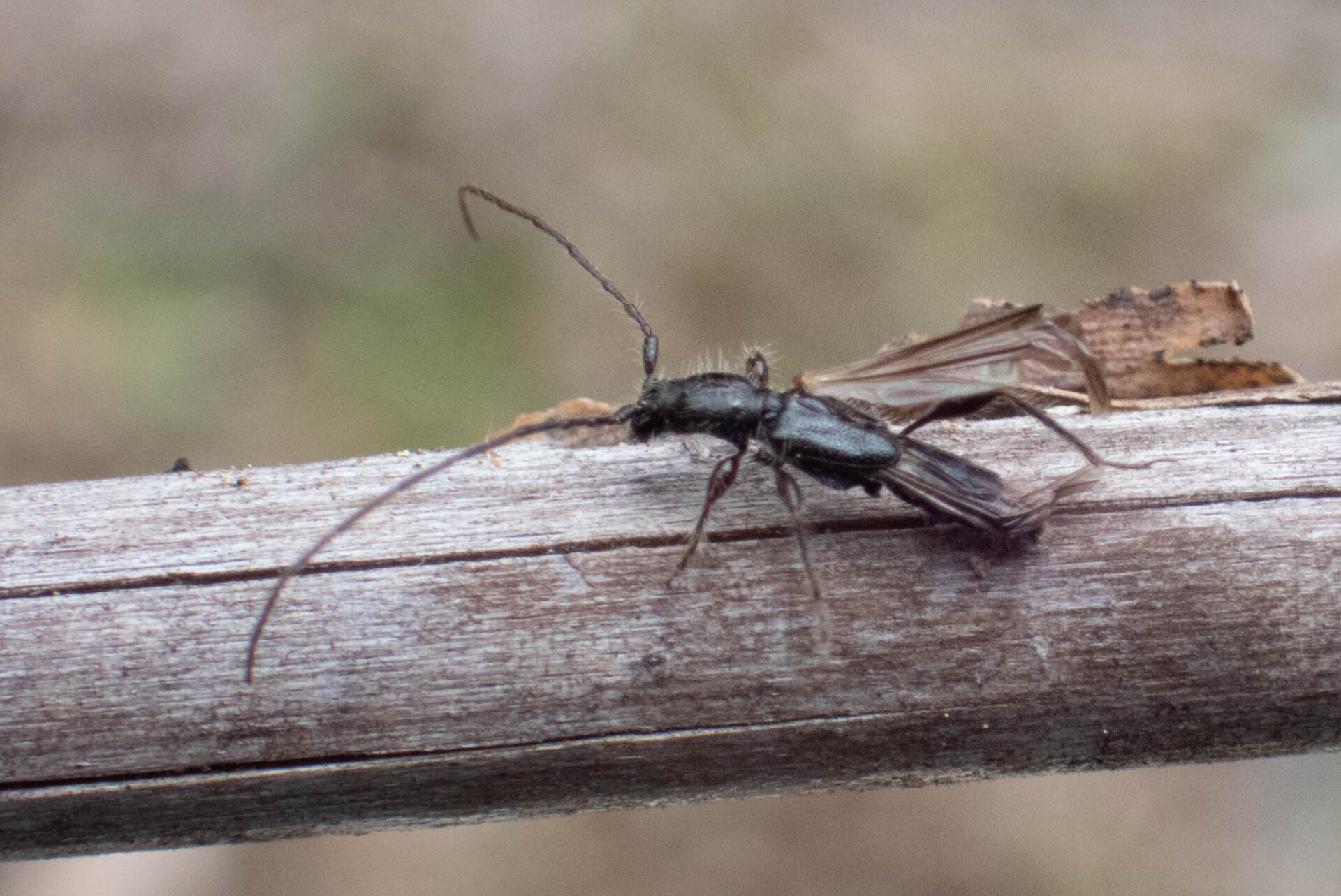 フォトギャラリー：クロツヤヒゲナガコバネカミキリ - (2)