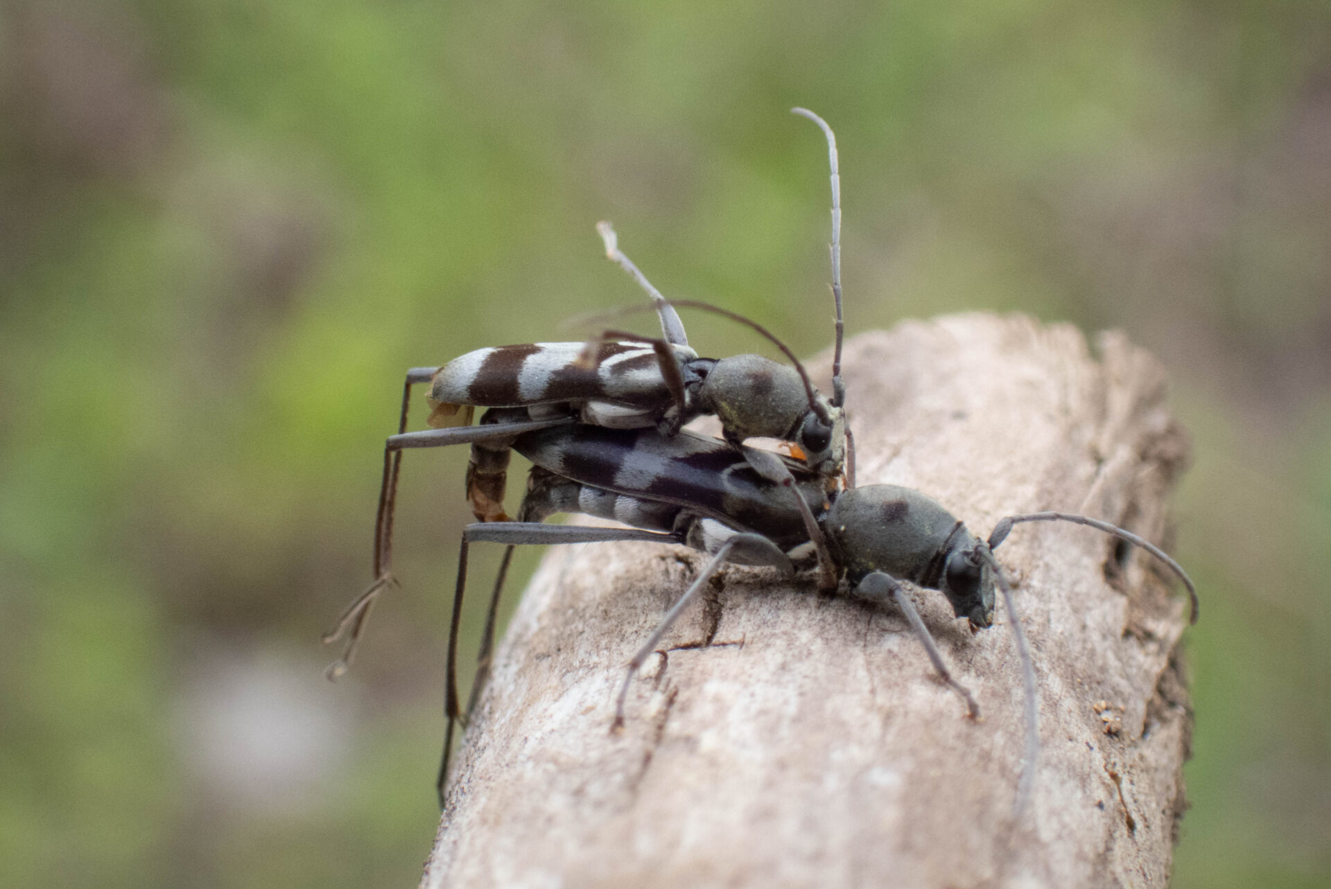 フォトギャラリー：トゲヒゲトラカミキり