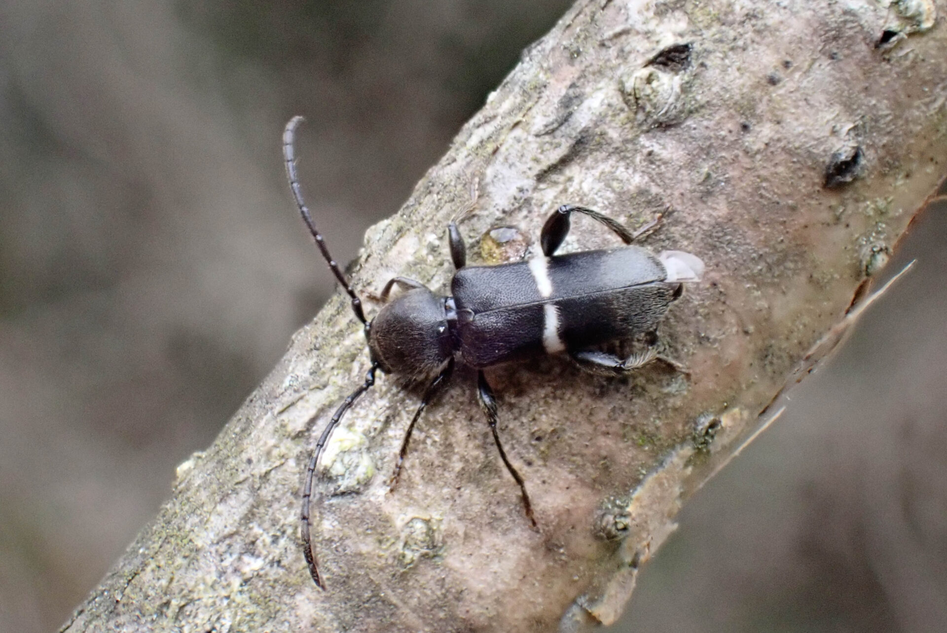 フォトギャラリー：シロオビチビヒラタカミキリ - (2)