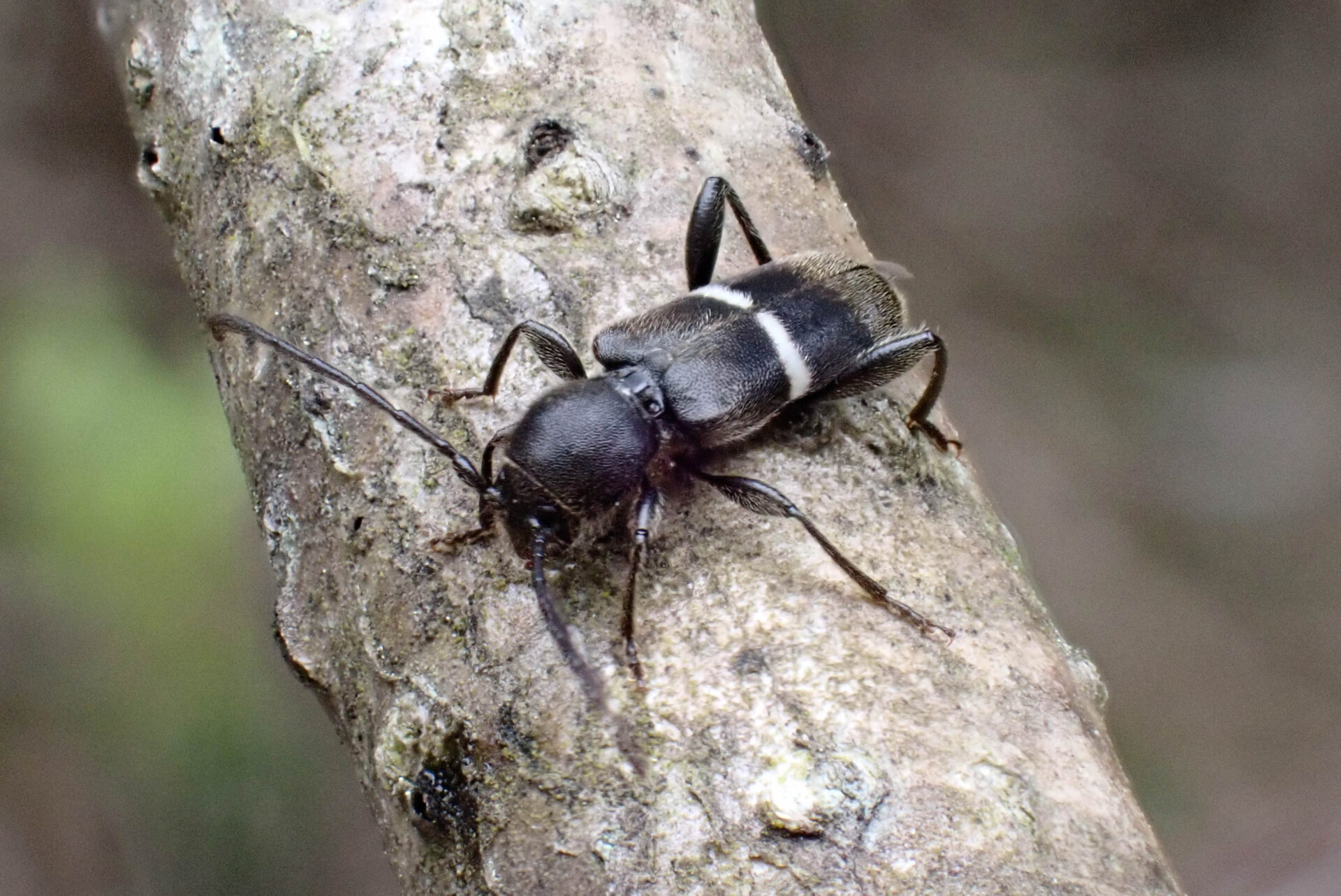 フォトギャラリー：シロオビチビヒラタカミキリ - (3)