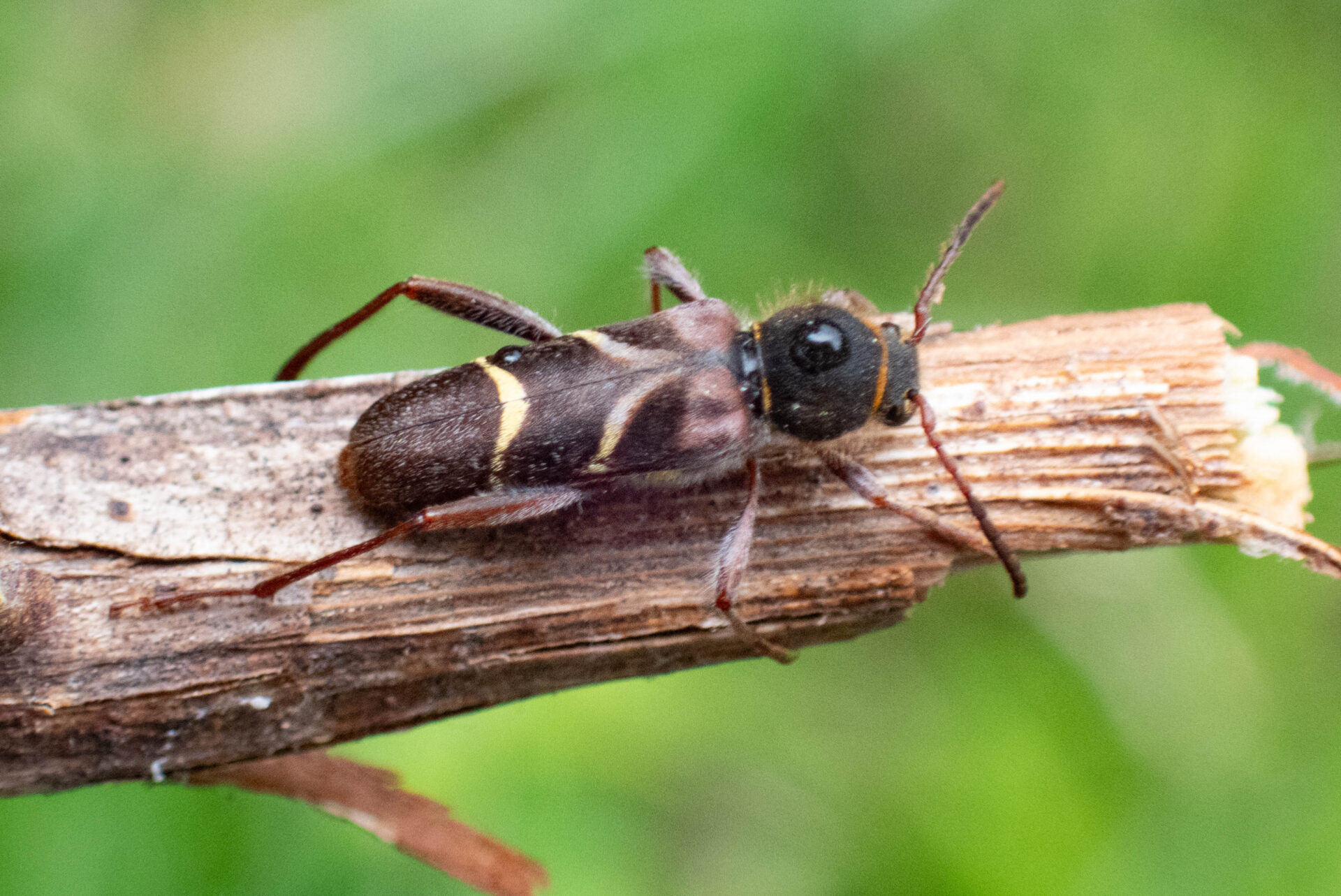 フォトギャラリー：アカネトラカミキリ