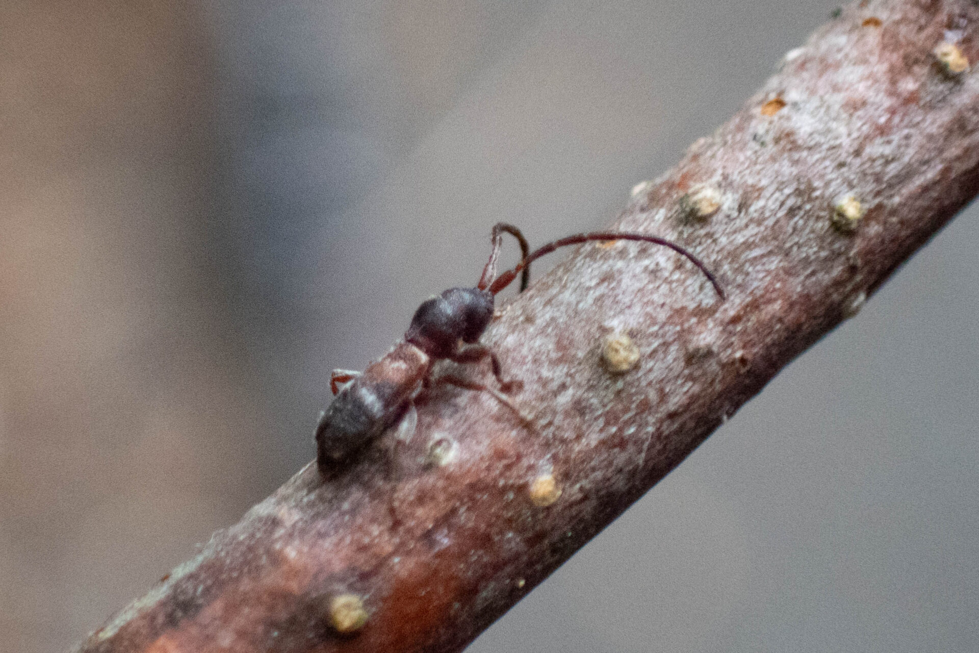 フォトギャラリー：ヒシカミキリ