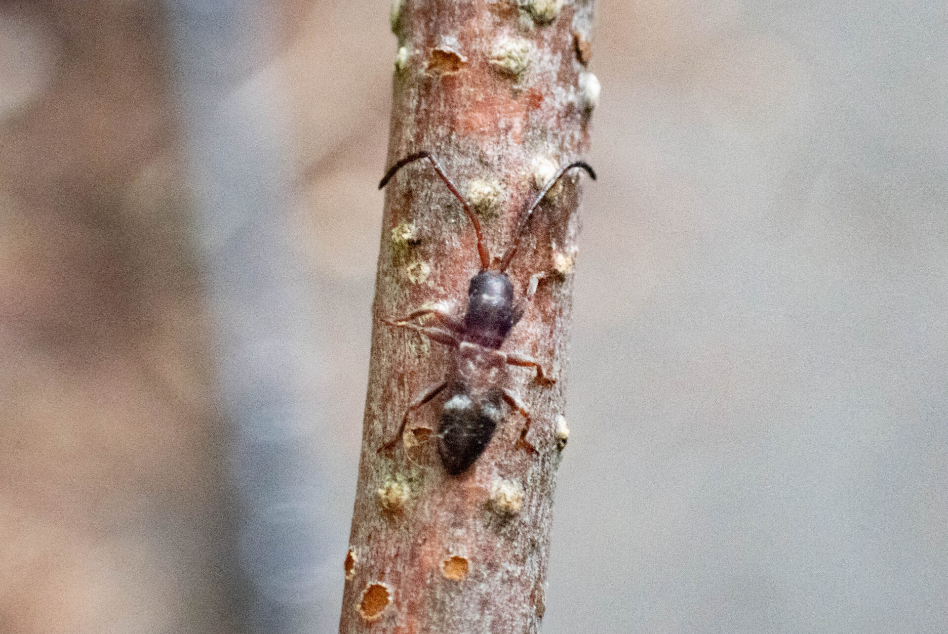 フォトギャラリー：ヒシカミキリ - (2)