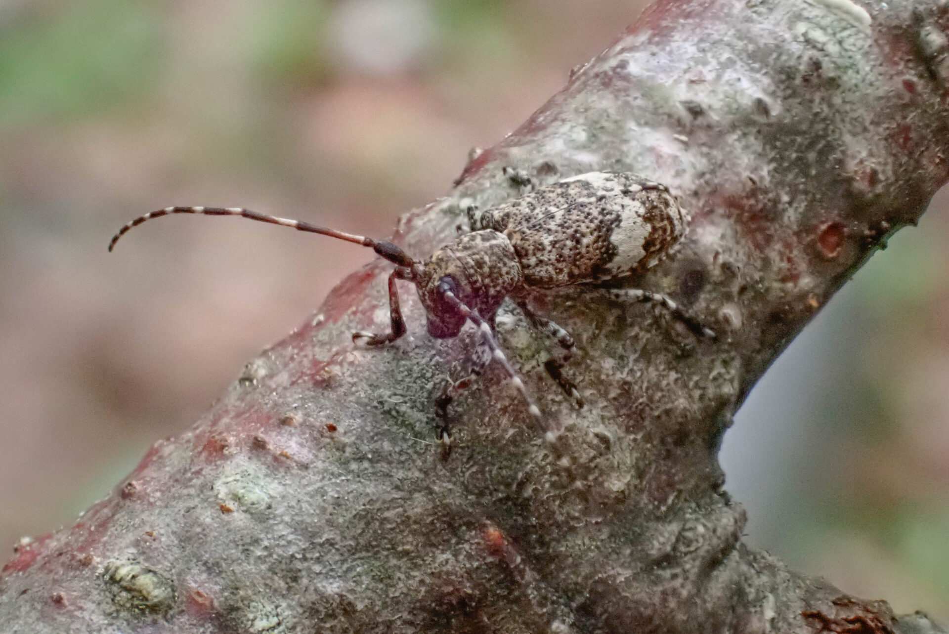 シロオビゴマフカミキリページ背景画像