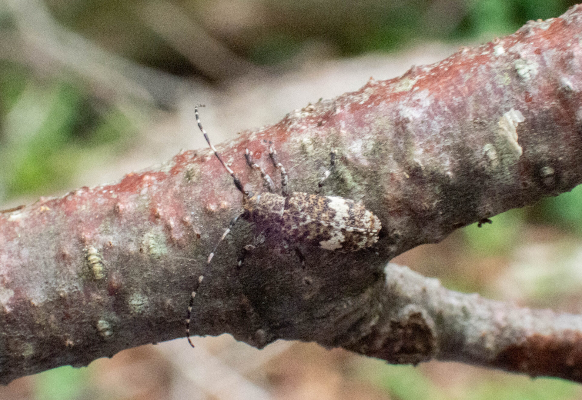 フォトギャラリー：シロオビゴマフカミキリ