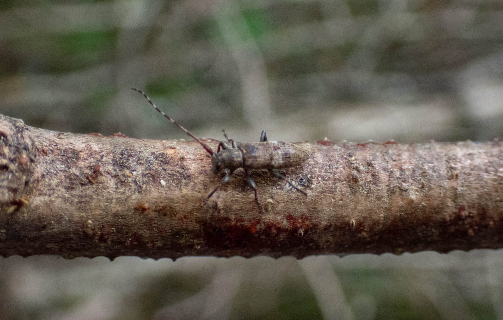 フォトギャラリー：シロオビチビカミキリ - (3)