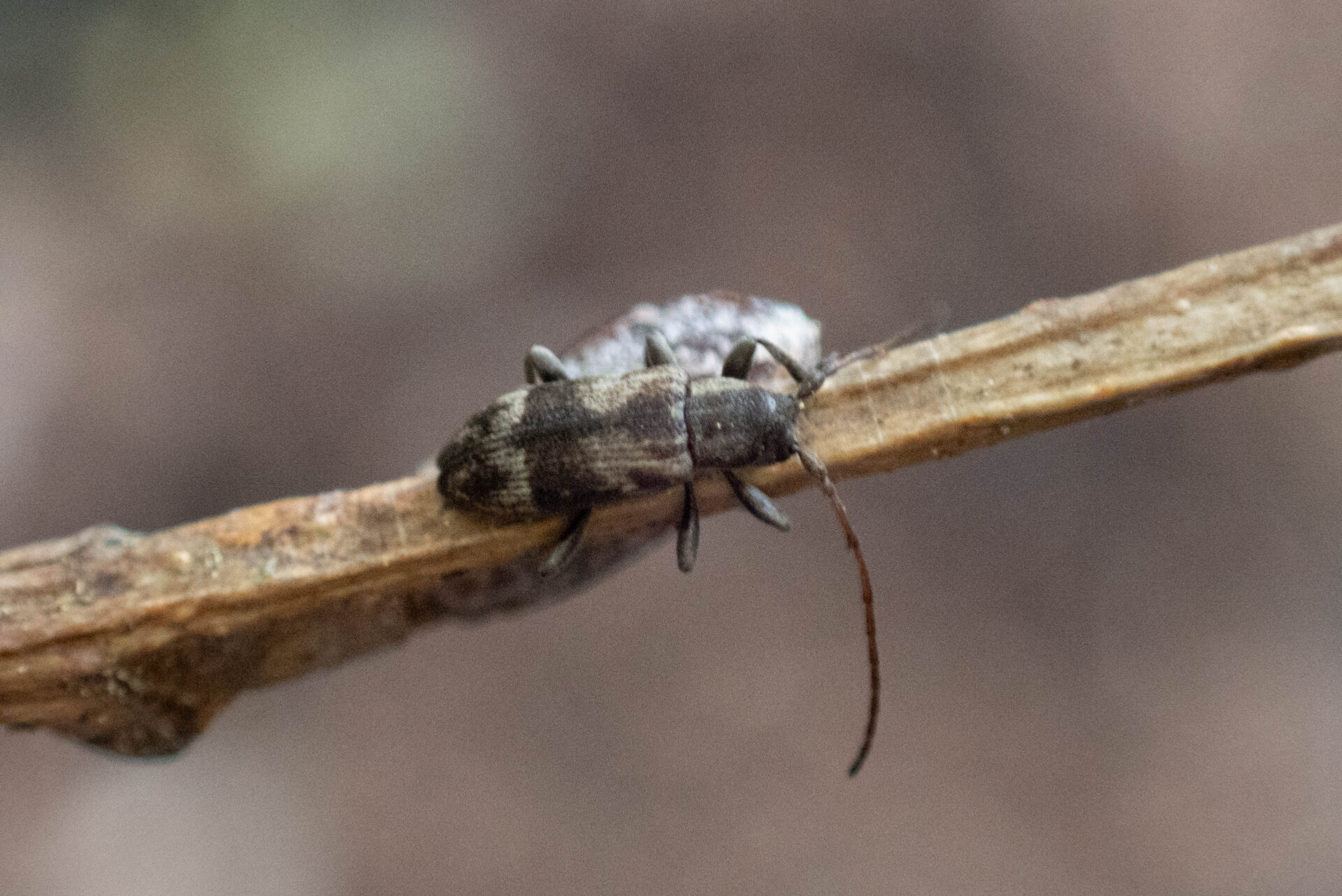 フォトギャラリー：クリチビカミキリ