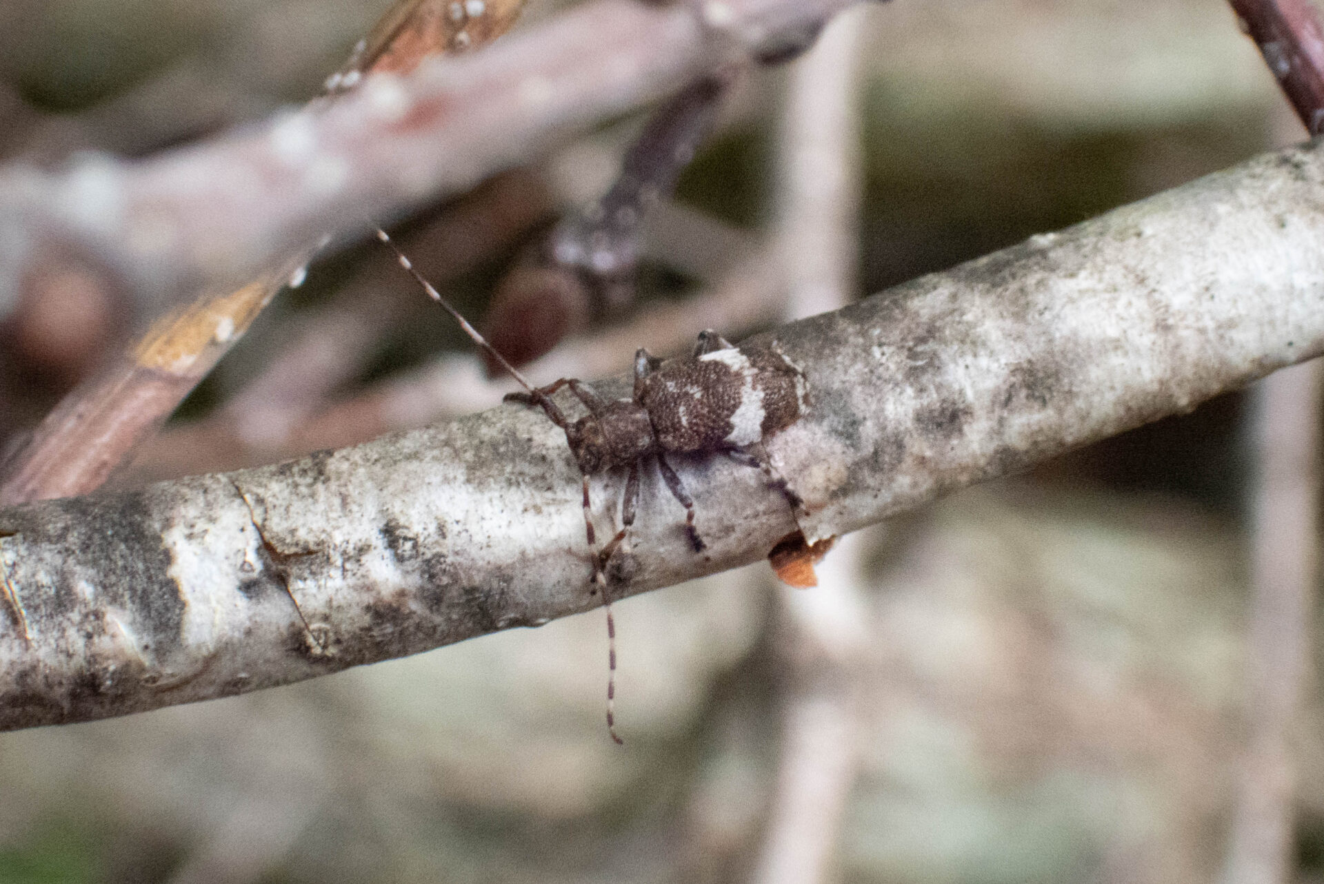 フォトギャラリー：クワサビカミキリ - (2)