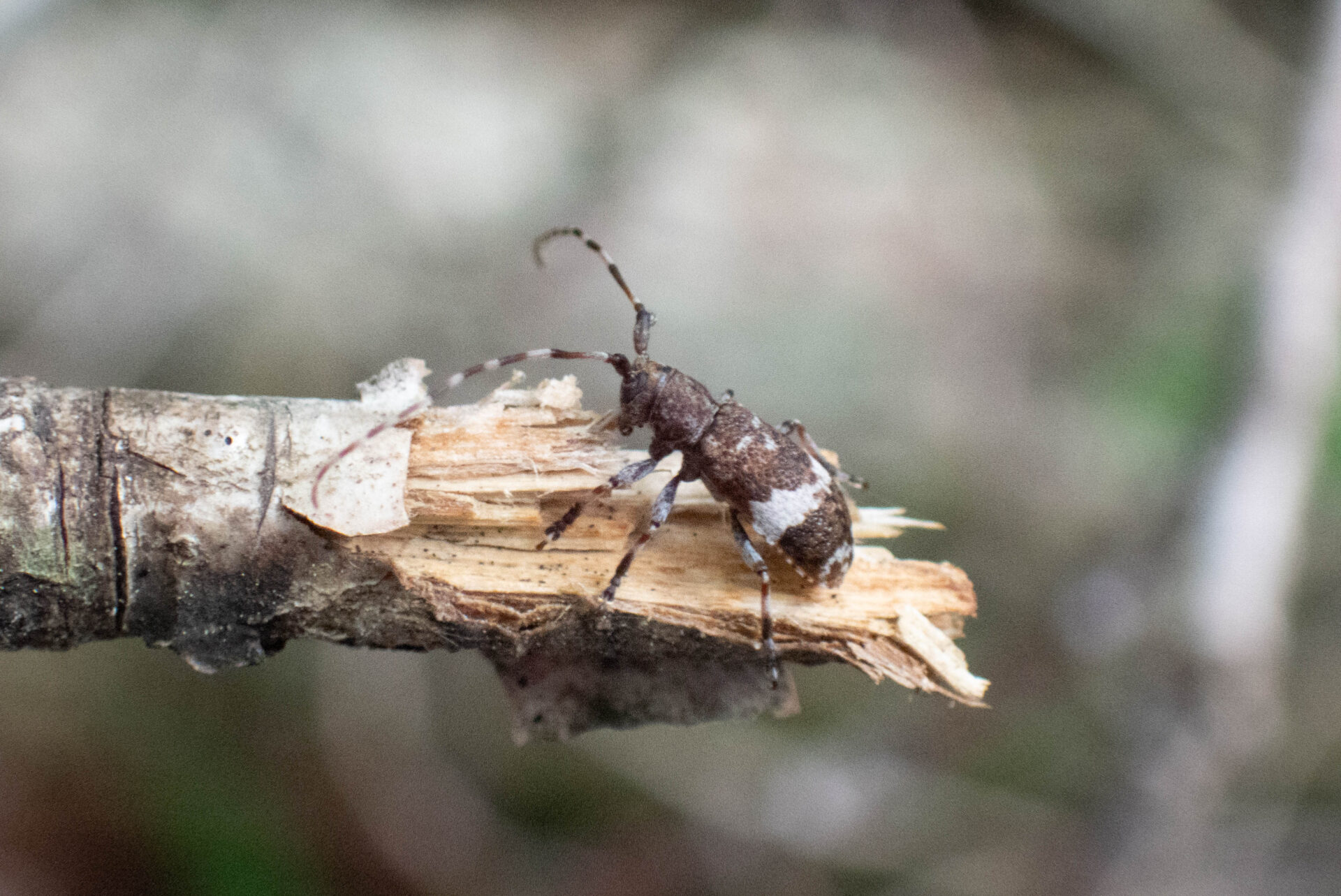 フォトギャラリー：クワサビカミキリ - (3)