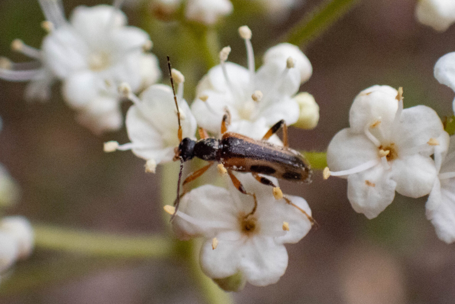 フォトギャラリー：セスジヒメハナカミキリ