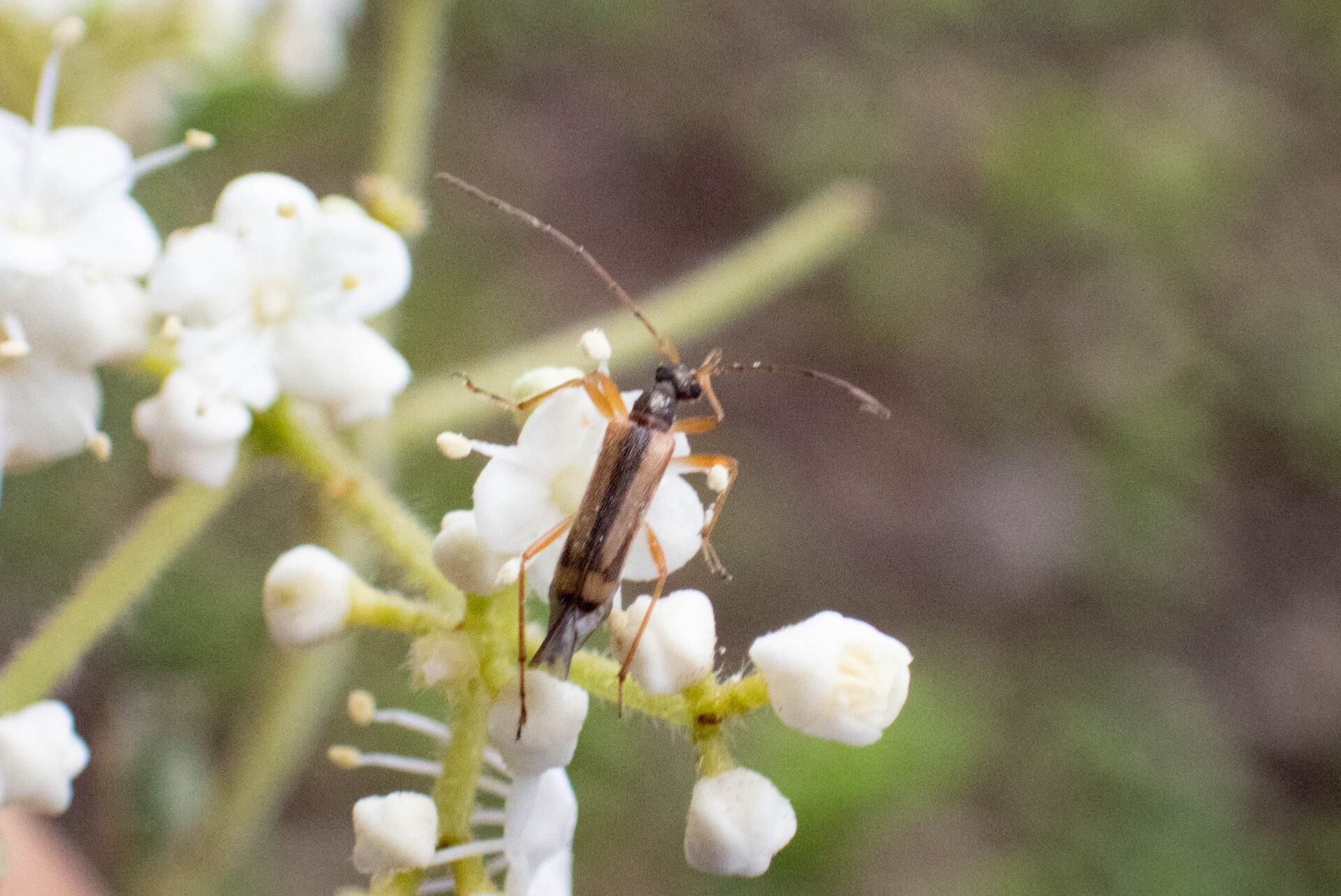 フォトギャラリー：ナガバヒメハナカミキリ - (2)
