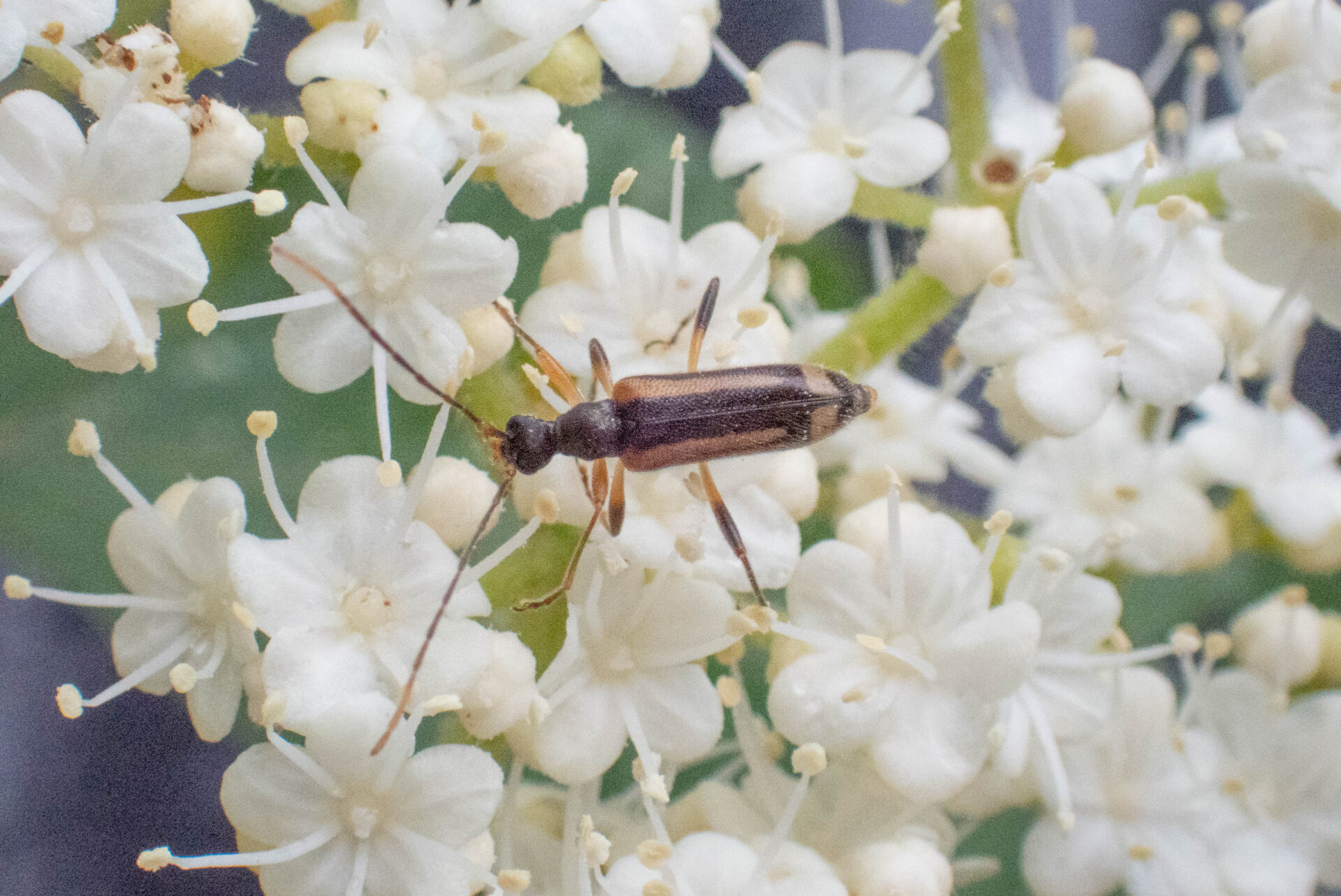 フォトギャラリー：ナガバヒメハナカミキリ - (3)