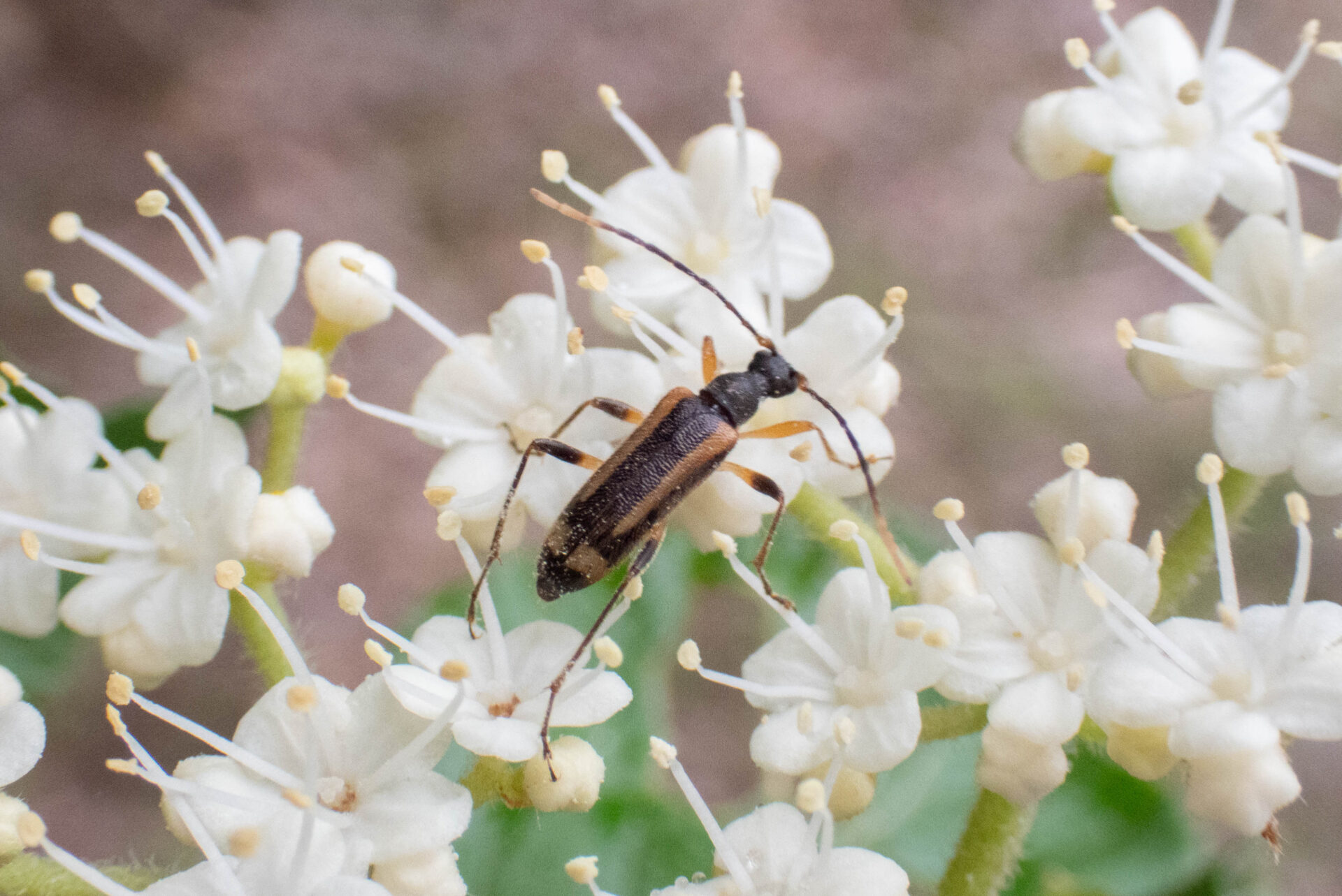 フォトギャラリー：ナガバヒメハナカミキリ