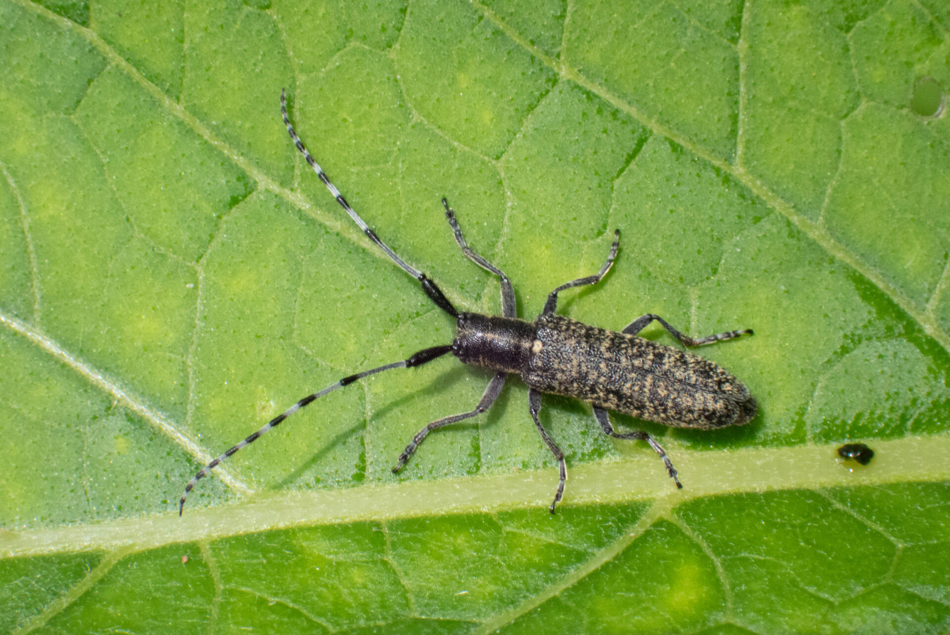 フォトギャラリー：ミチノクケマダラカミキリ