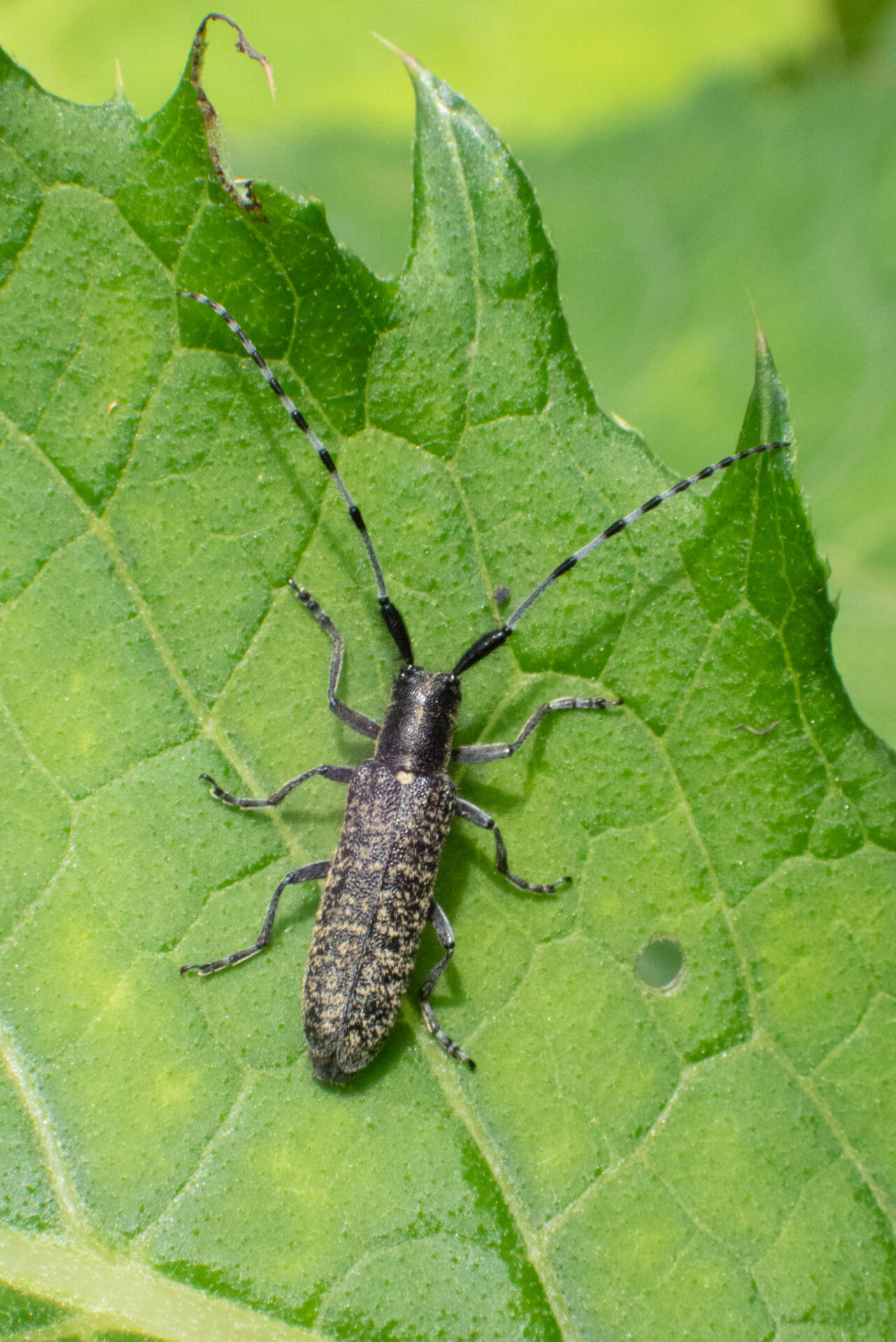 フォトギャラリー：ミチノクケマダラカミキリ - (2)