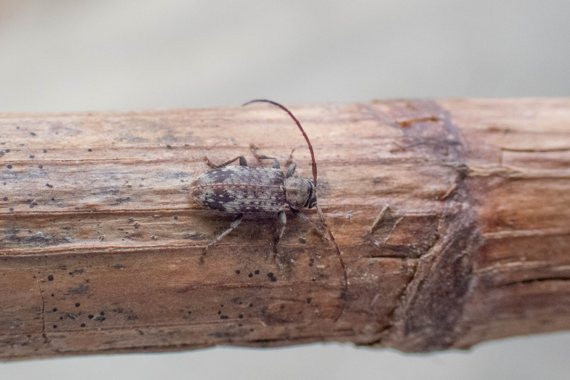 フォトギャラリー：ケシカミキリ - (2)