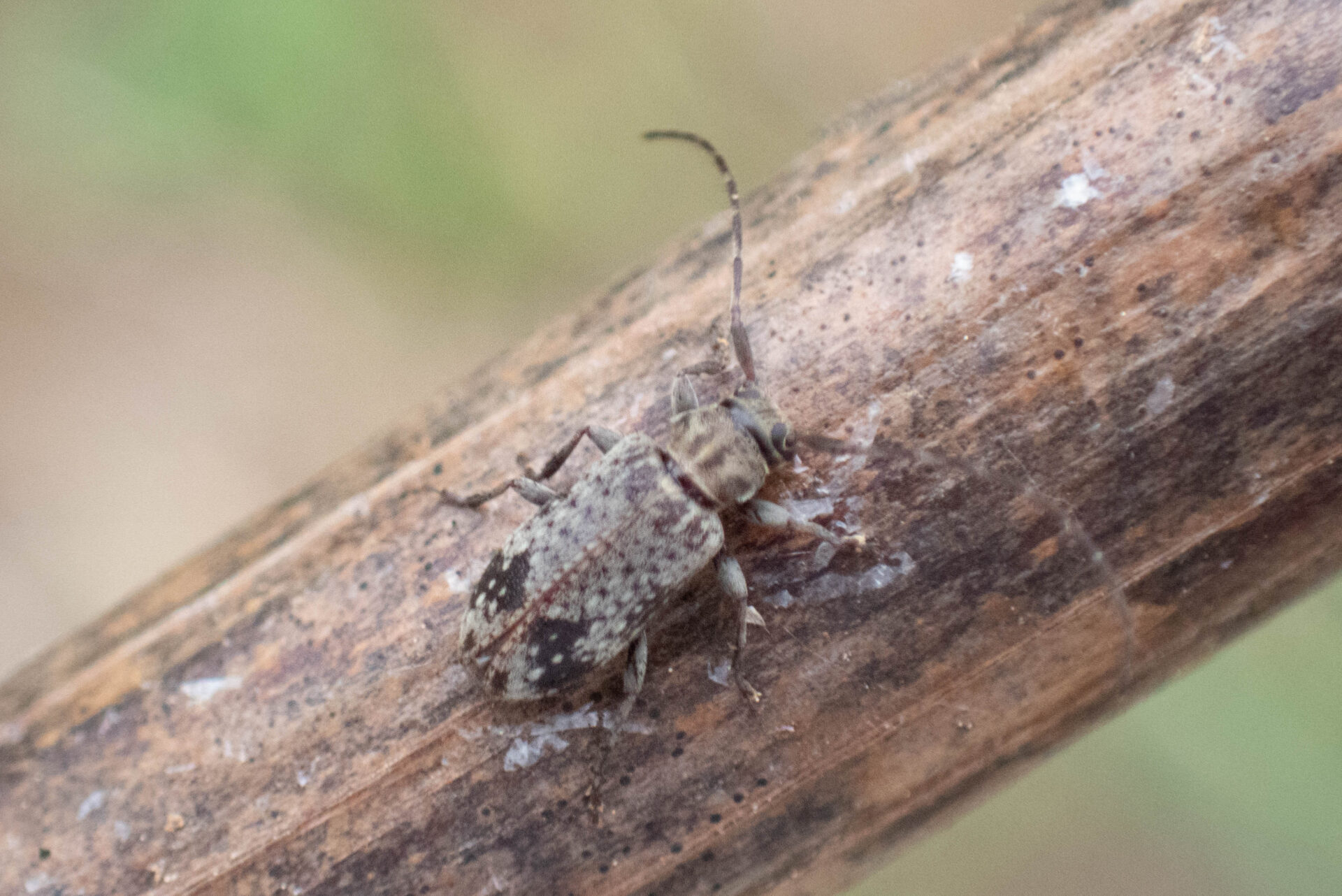 フォトギャラリー：ケシカミキリ