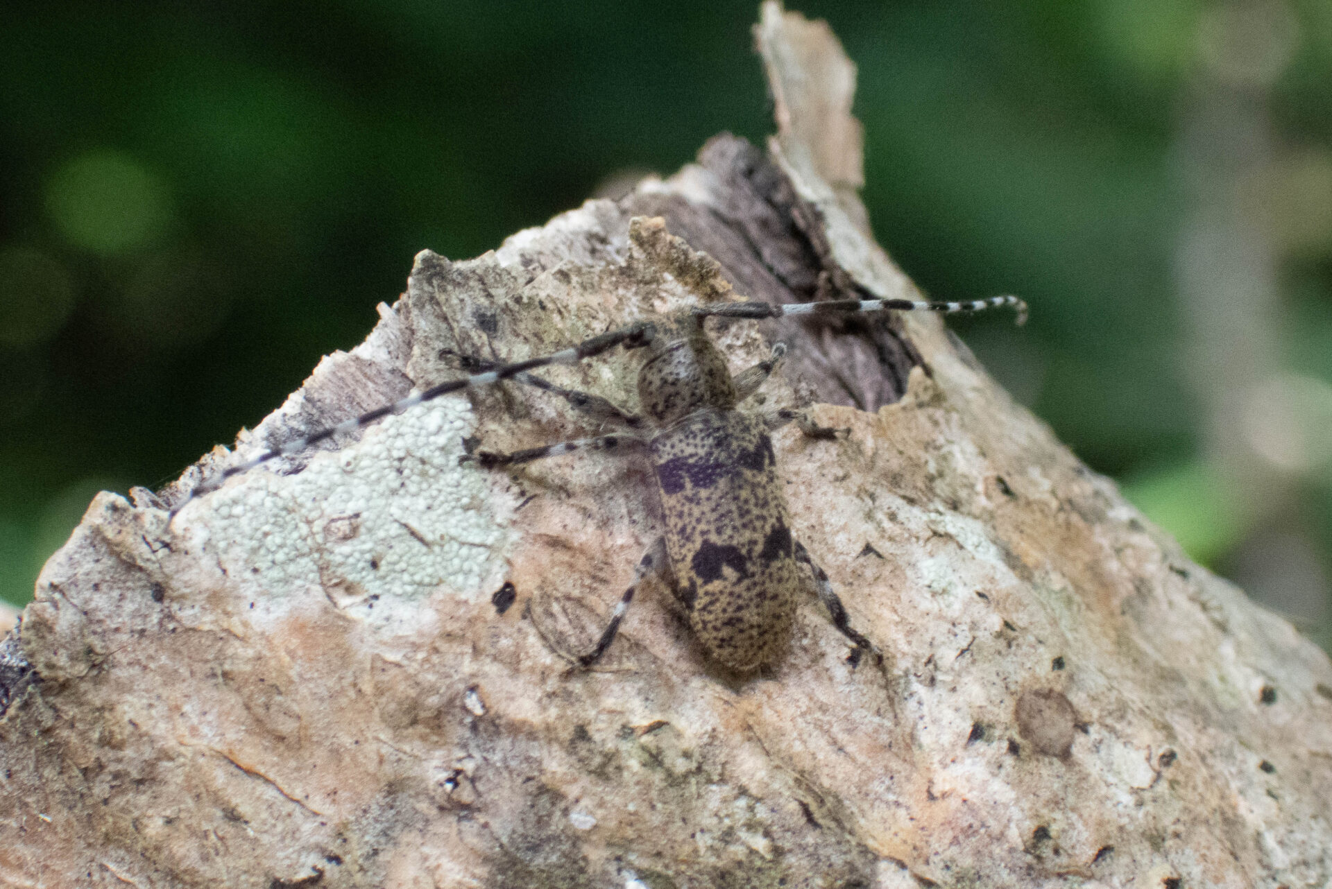 フォトギャラリー：フタスジゴマフカミキリ - (13)